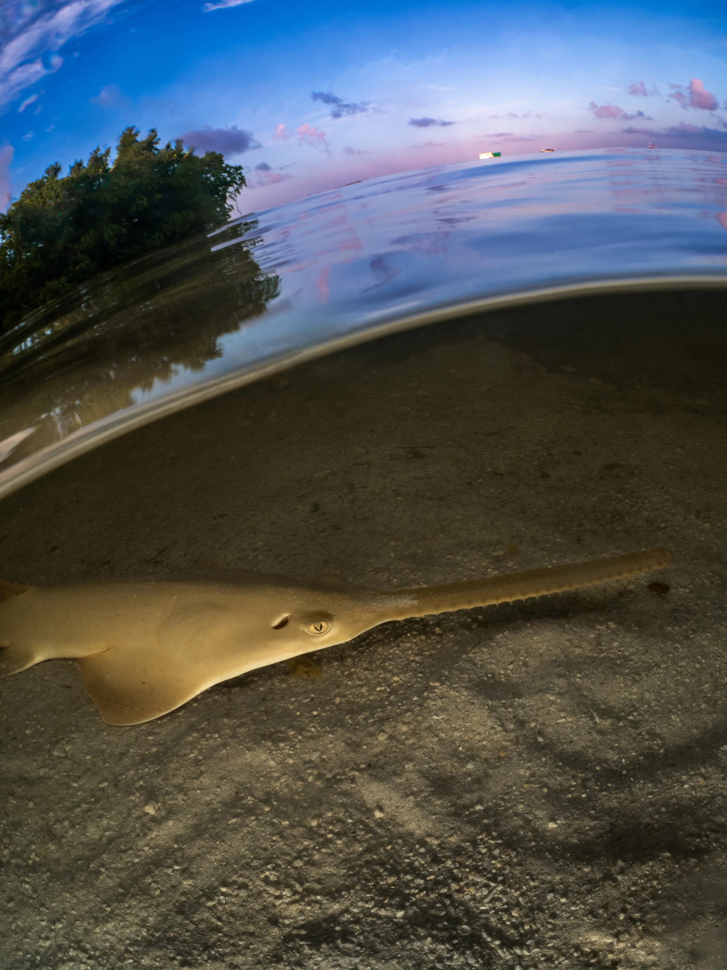 Smalltooth Sawfish: The Tragic Mystery of the Spinning Fish and a Memorable Chance Encounter