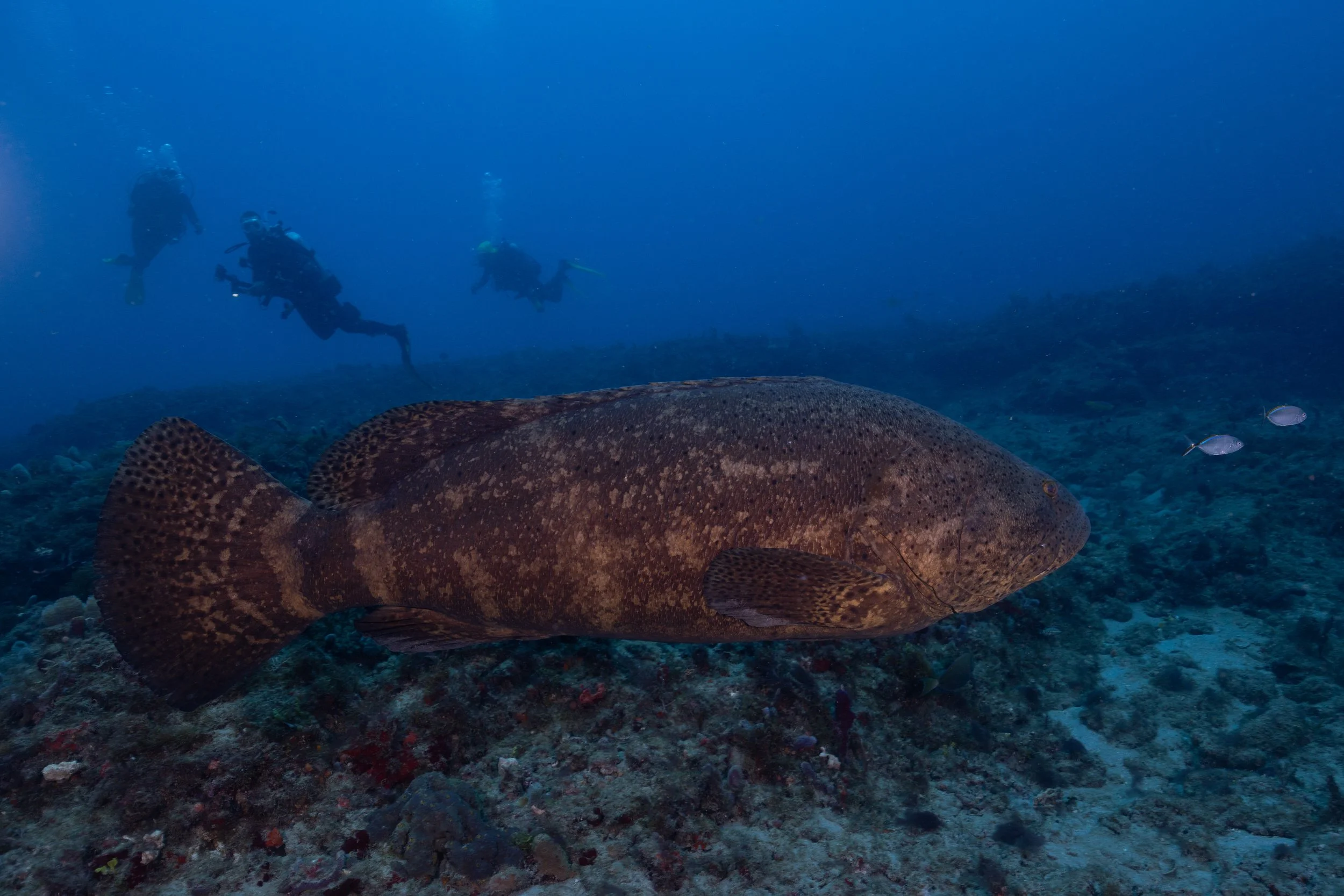 Jupiter Dive Report 6.7.24