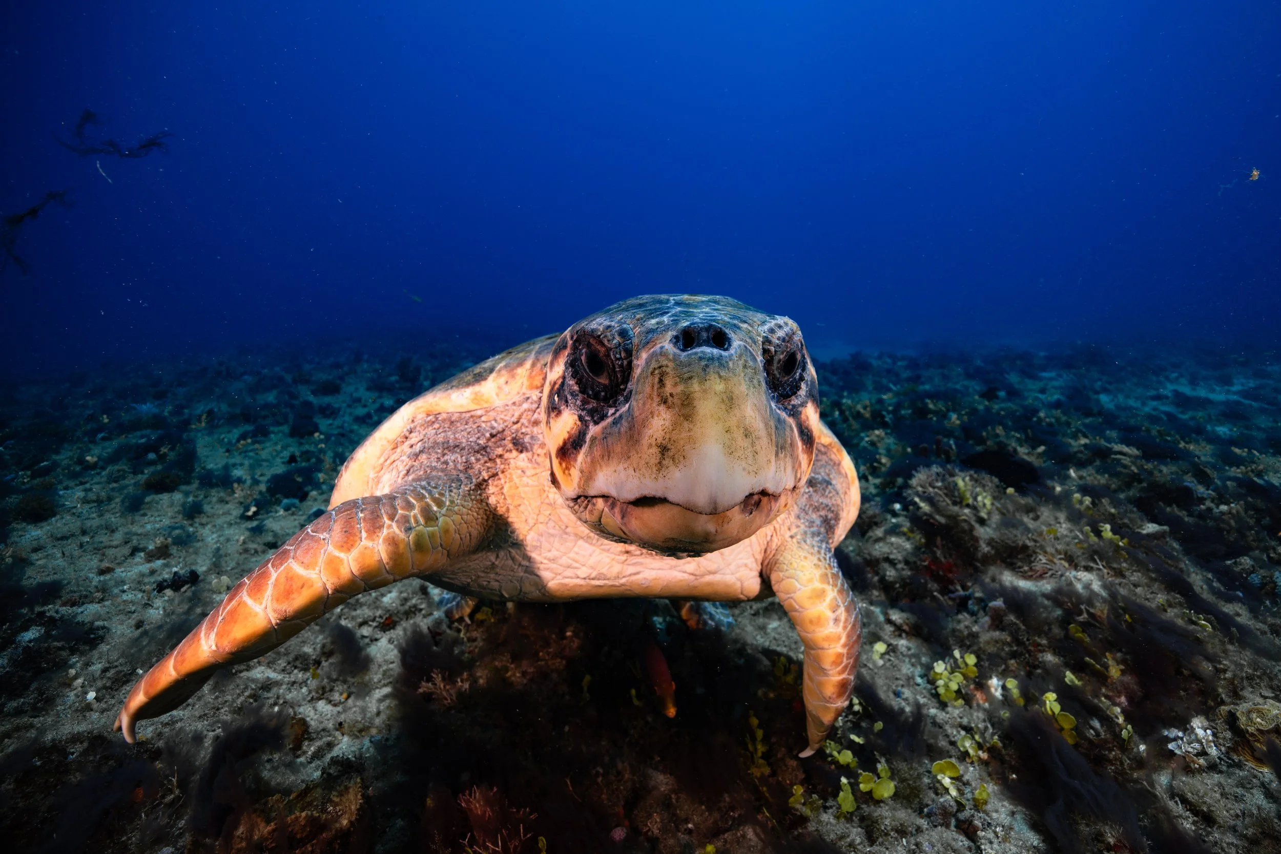 Jupiter Dive Report 6.14.24