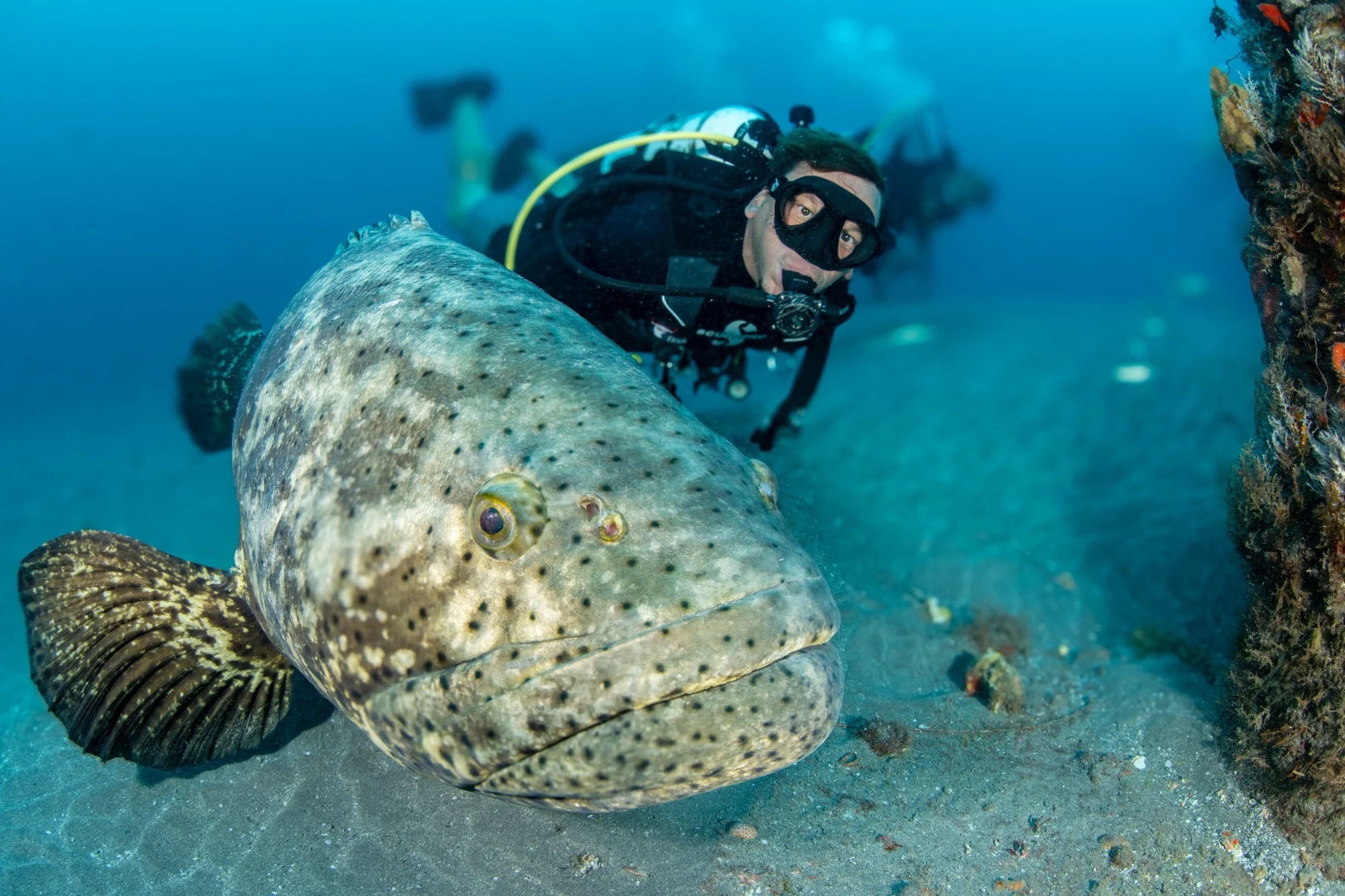 Jupiter Dive Report 8.31.24