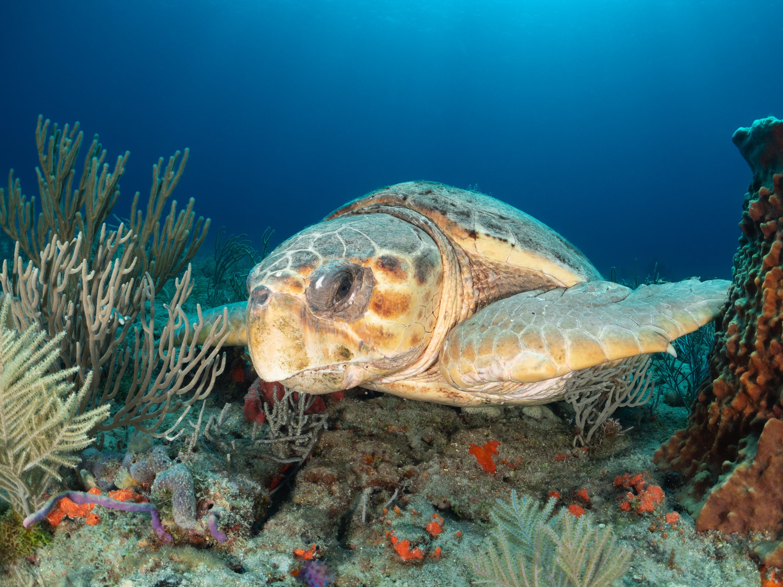 Loggerhead on Breakers.jpg