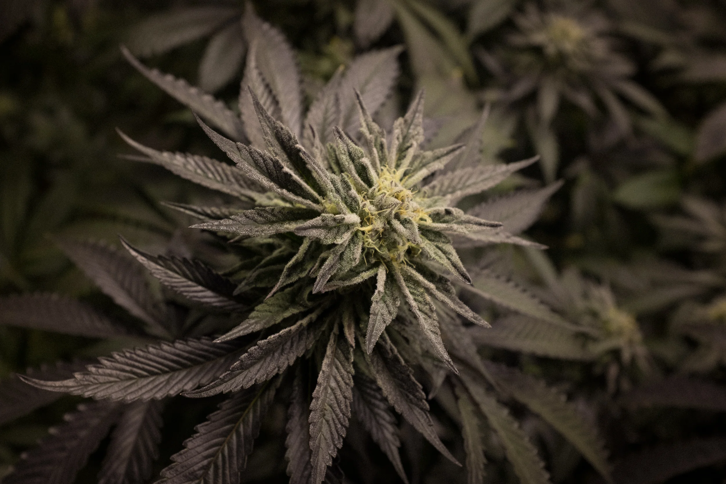 Recreational Marijuana Dispensary Denver, CO ; Medical Marijuana Dispensary Denver, CO ; Wheat