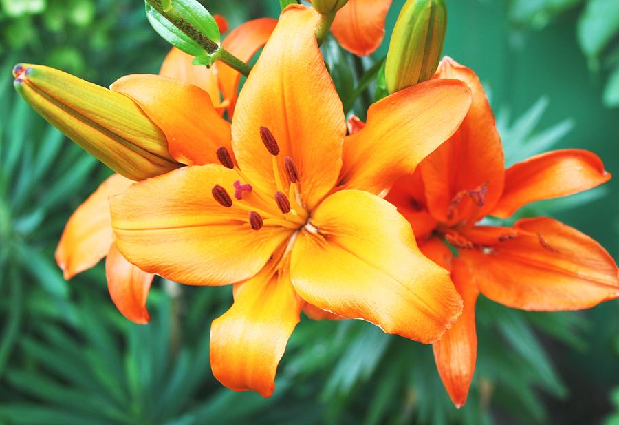 garden-lillys-cathie-tyler.jpg