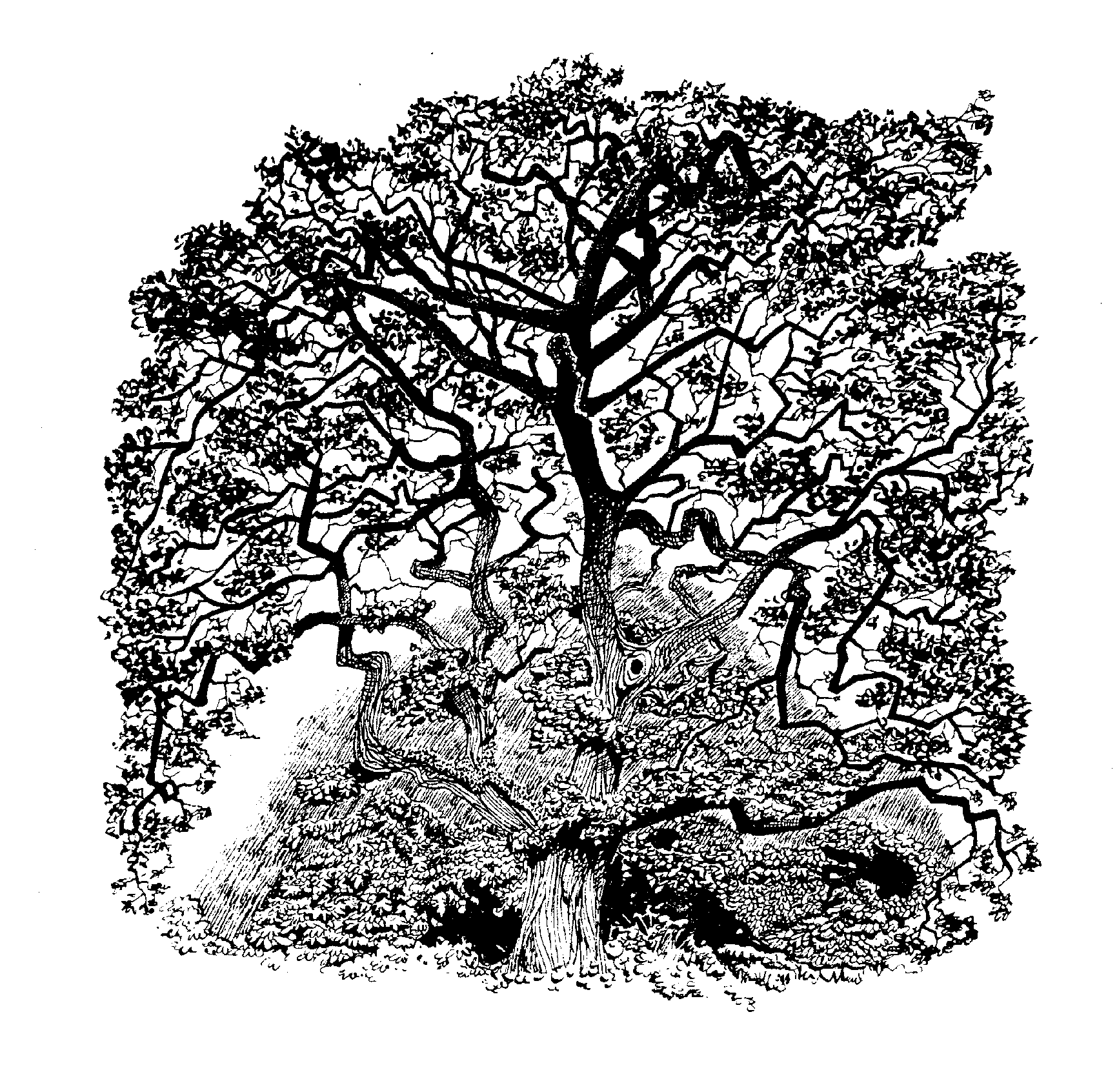 garryoaktree copy.png