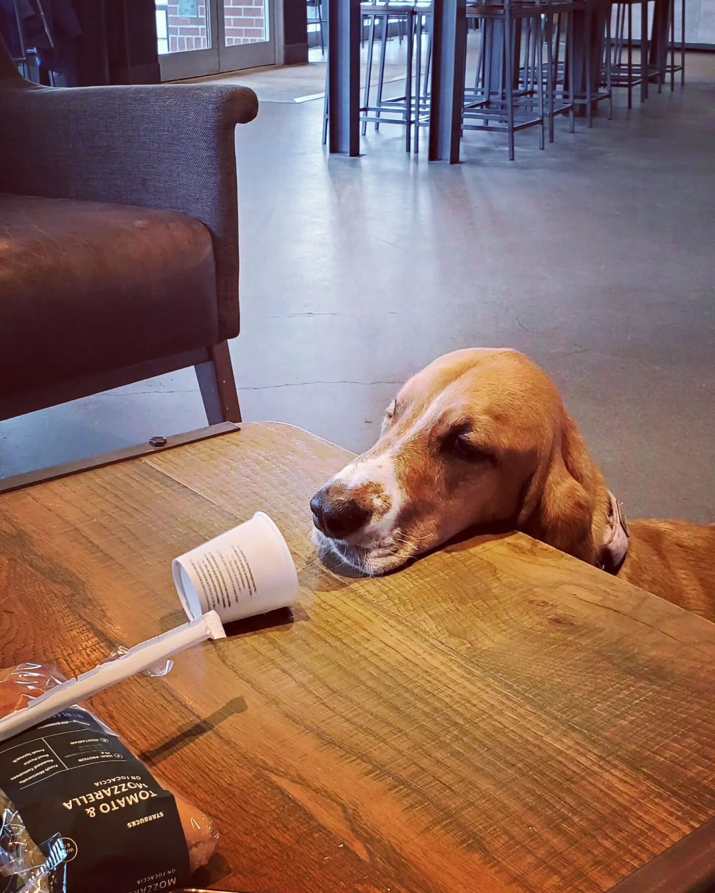 ... and the inevitable meloncholy that follows. 

#dogsofseattle #dogsofinstagram #puppacino #seattlelife #seattlecoffee #dogsofstarbucks #alkiseattle #dogpics #puppypics #bassetthoundsofinstagram #bassetthound #doggolove #doggos #doglover #dogphotog