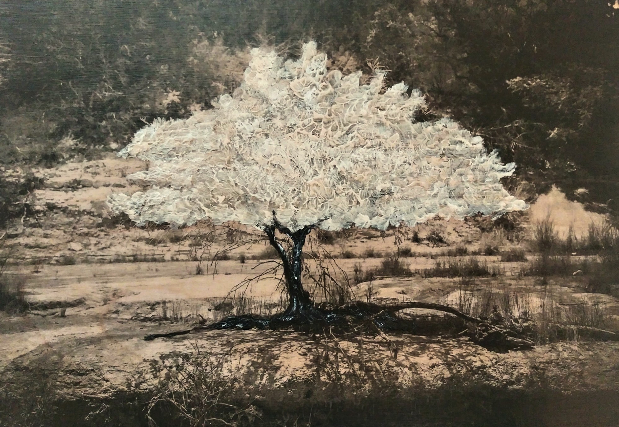 Mesquite, Blanco - photographic transfer on wood with acrylic