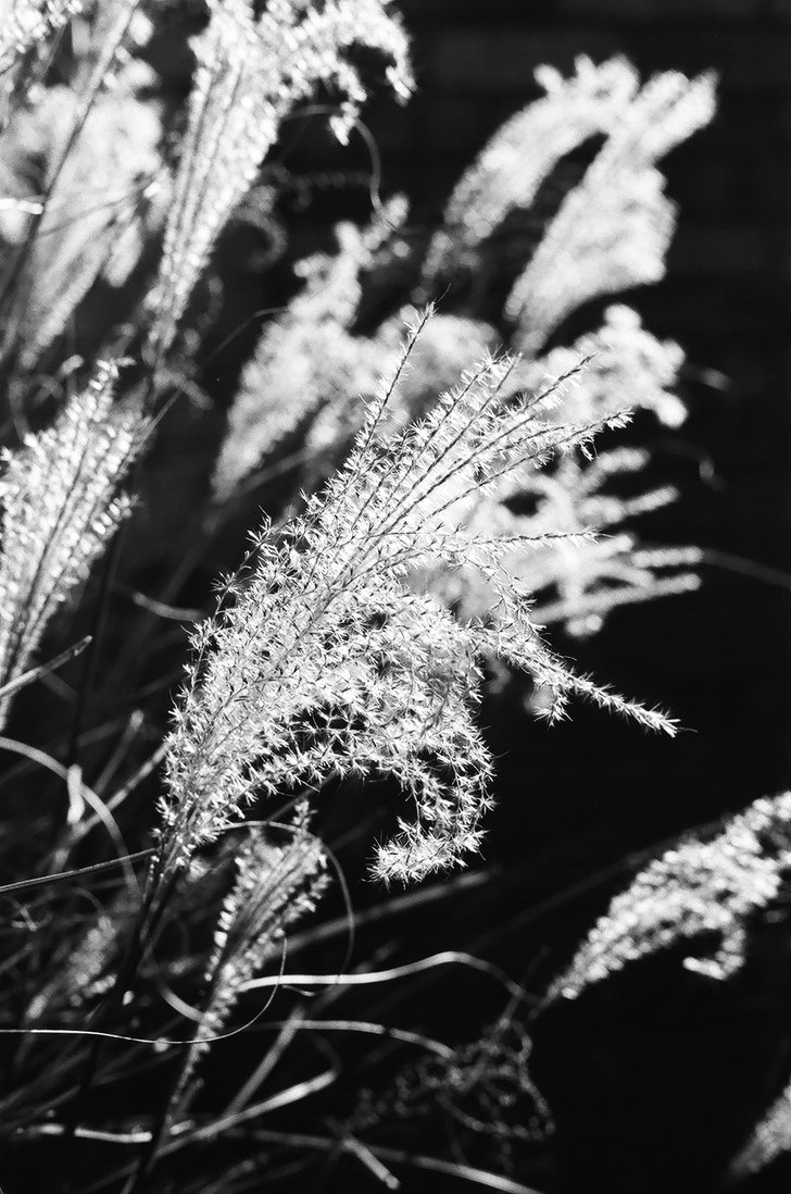 Frill
