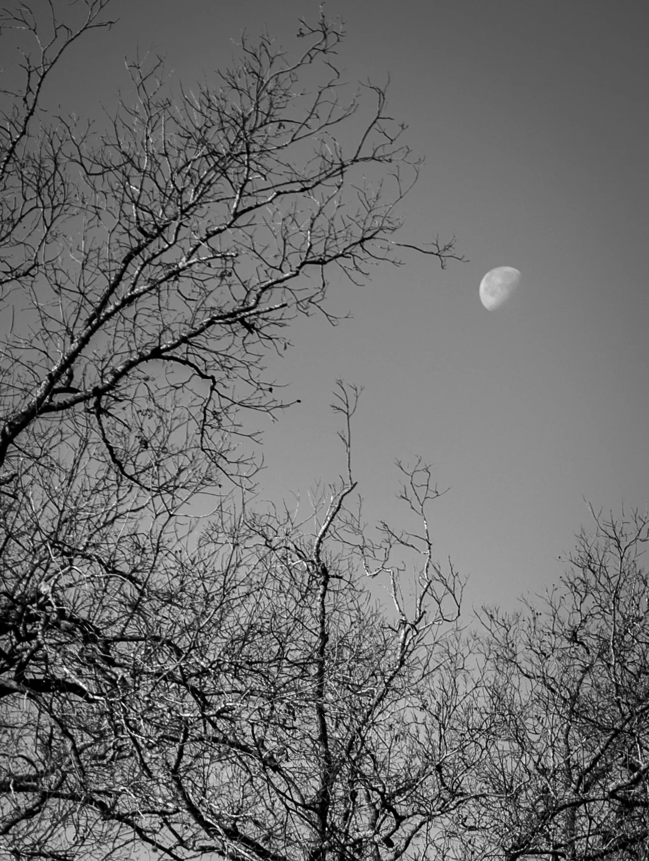 Winter Moon