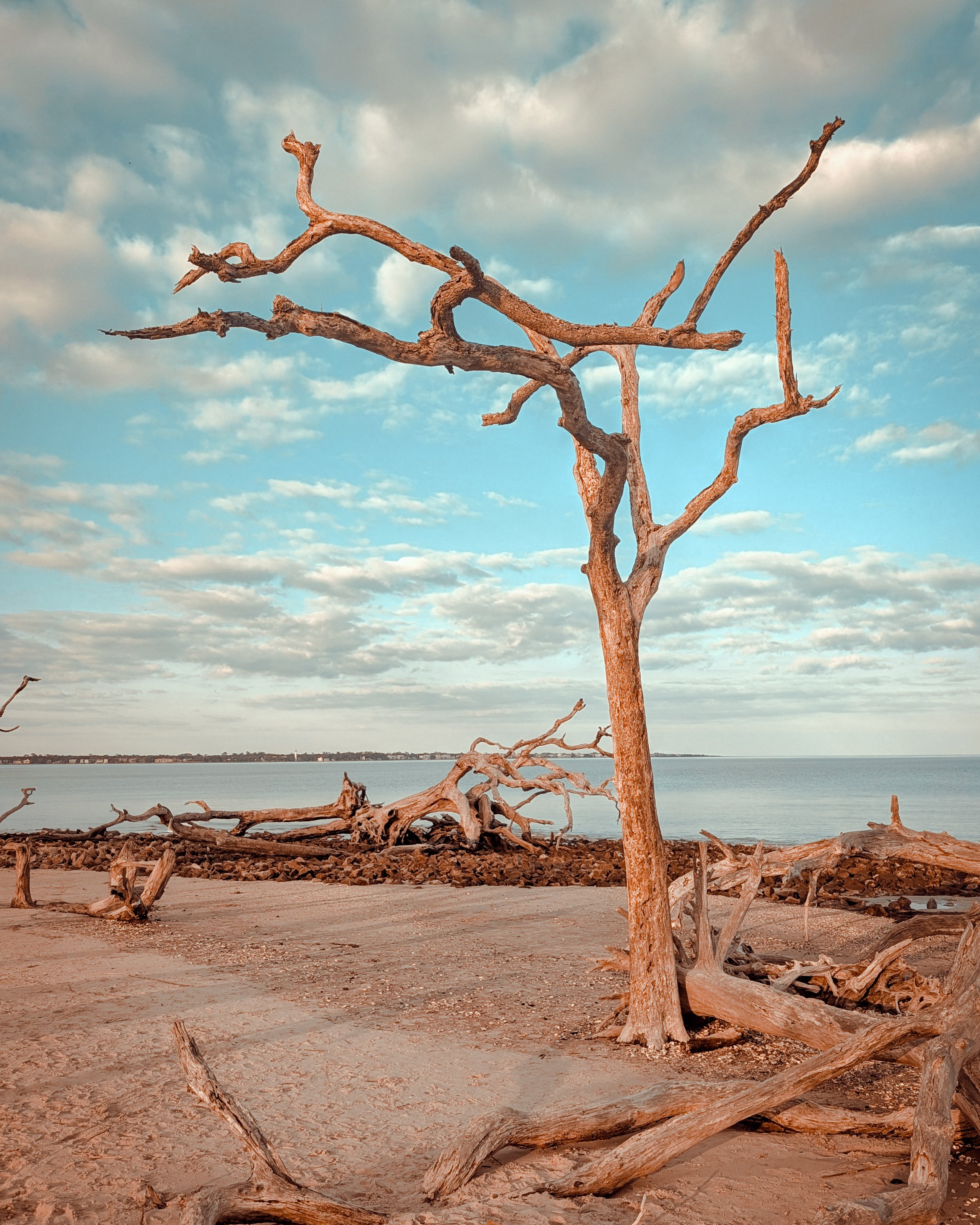 Driftwood Beach