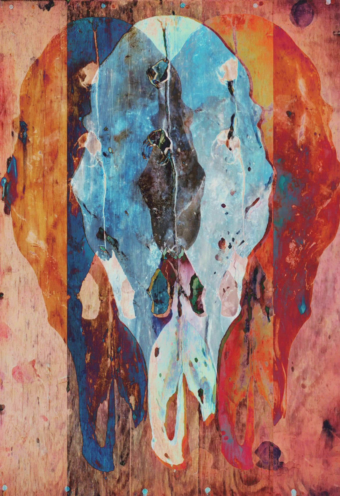 Cow Skull