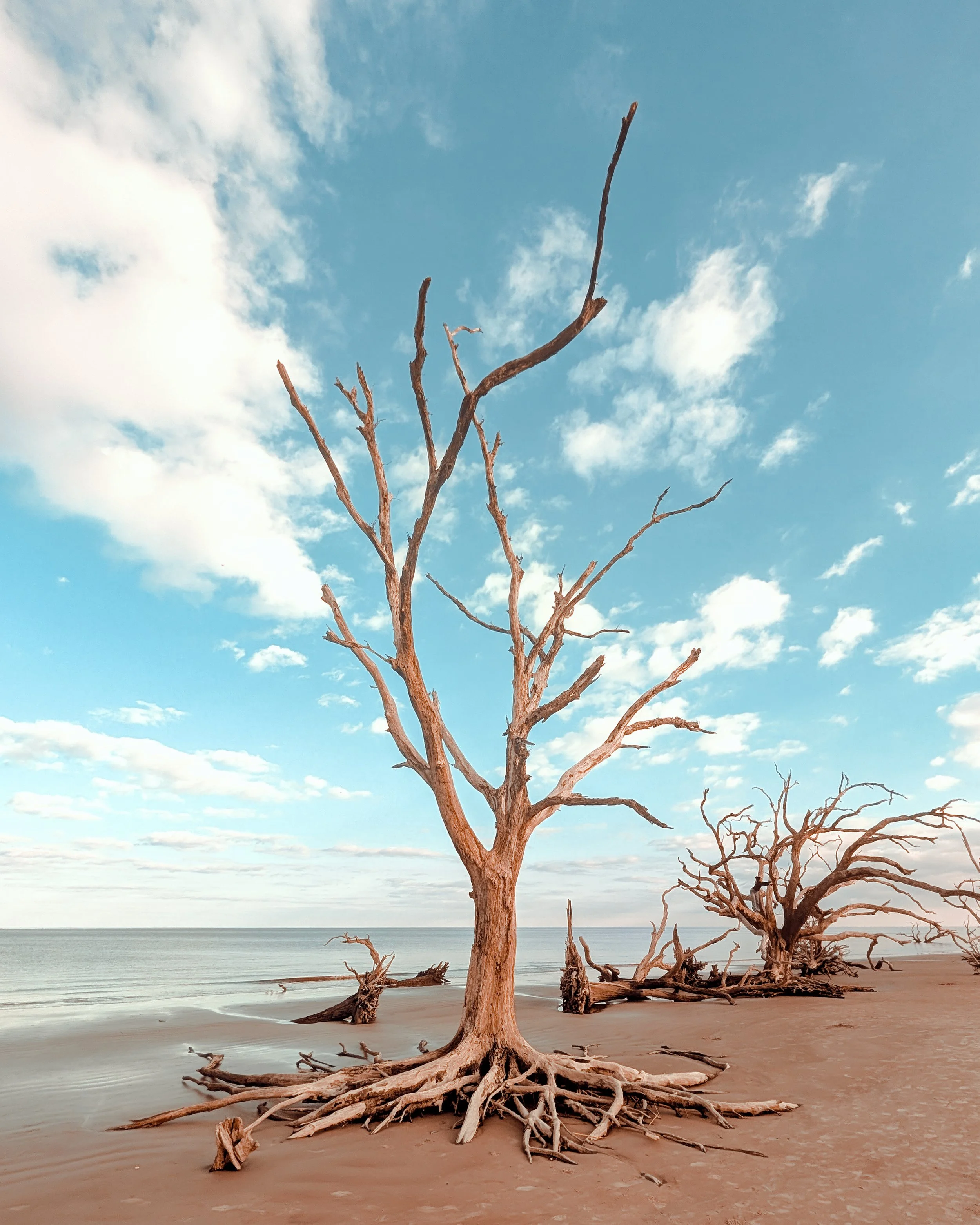 Driftwood Beach