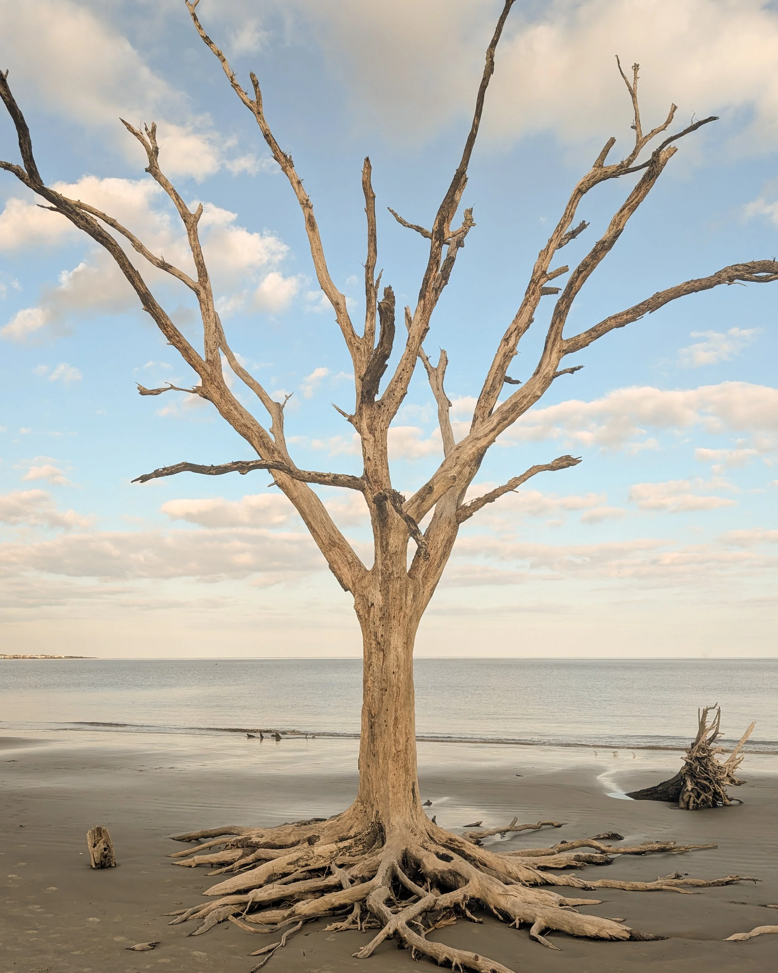 Driftwood Beach