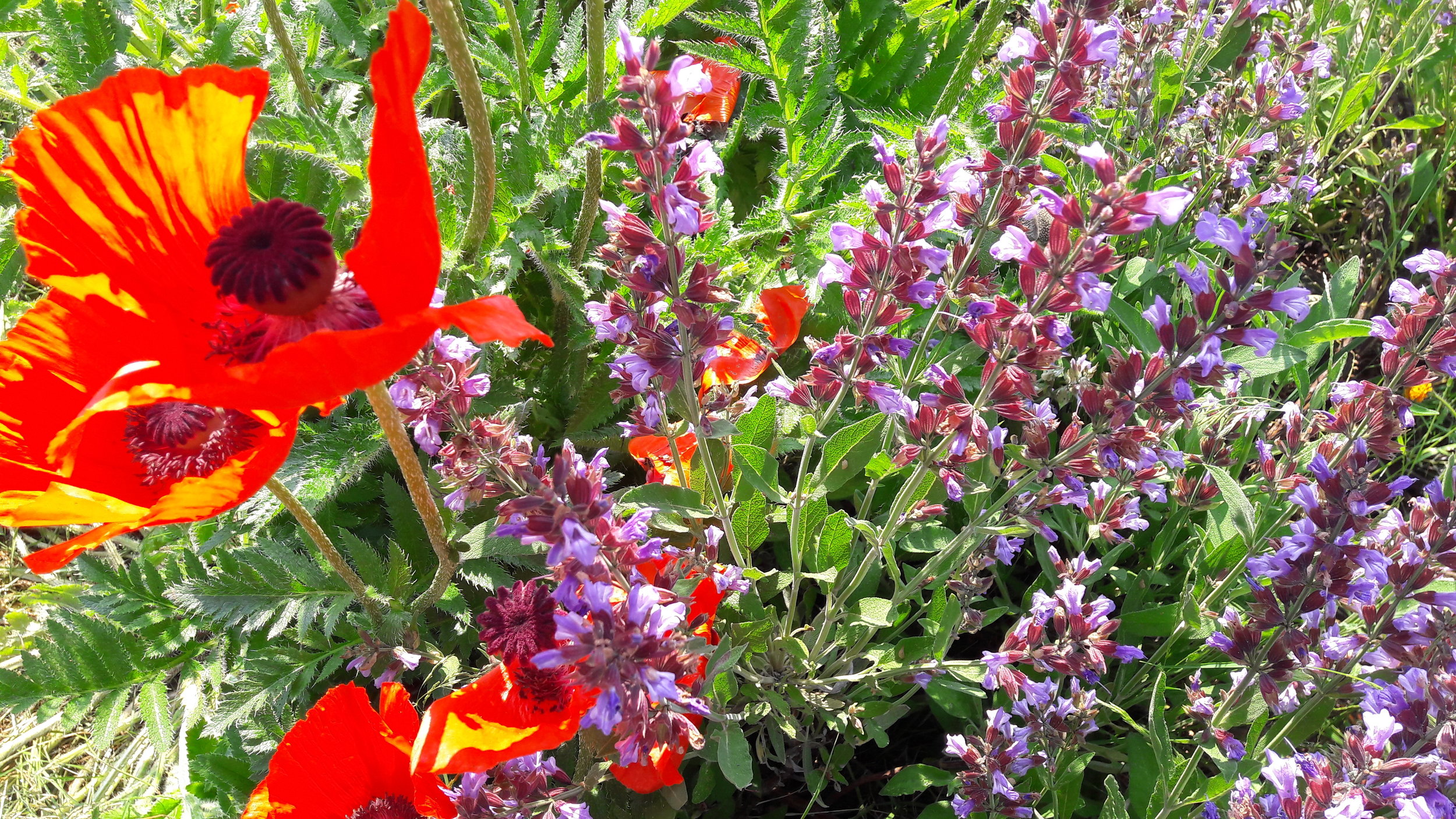 Im Sommer die Heilkraft der Natur entdecken II, Sa