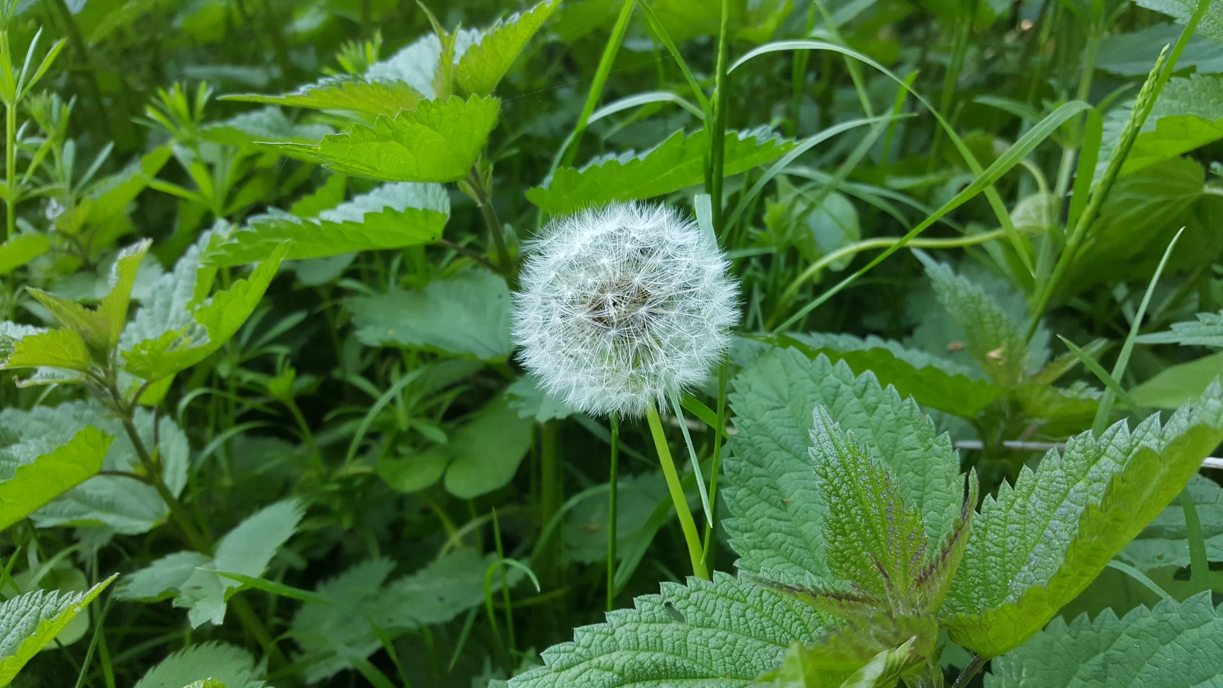 Fit in den Frühling ! Basenfasten zum kennenlernen - natürliches Entschlacken, Entsäuern und Entspannen, Wochenkurs