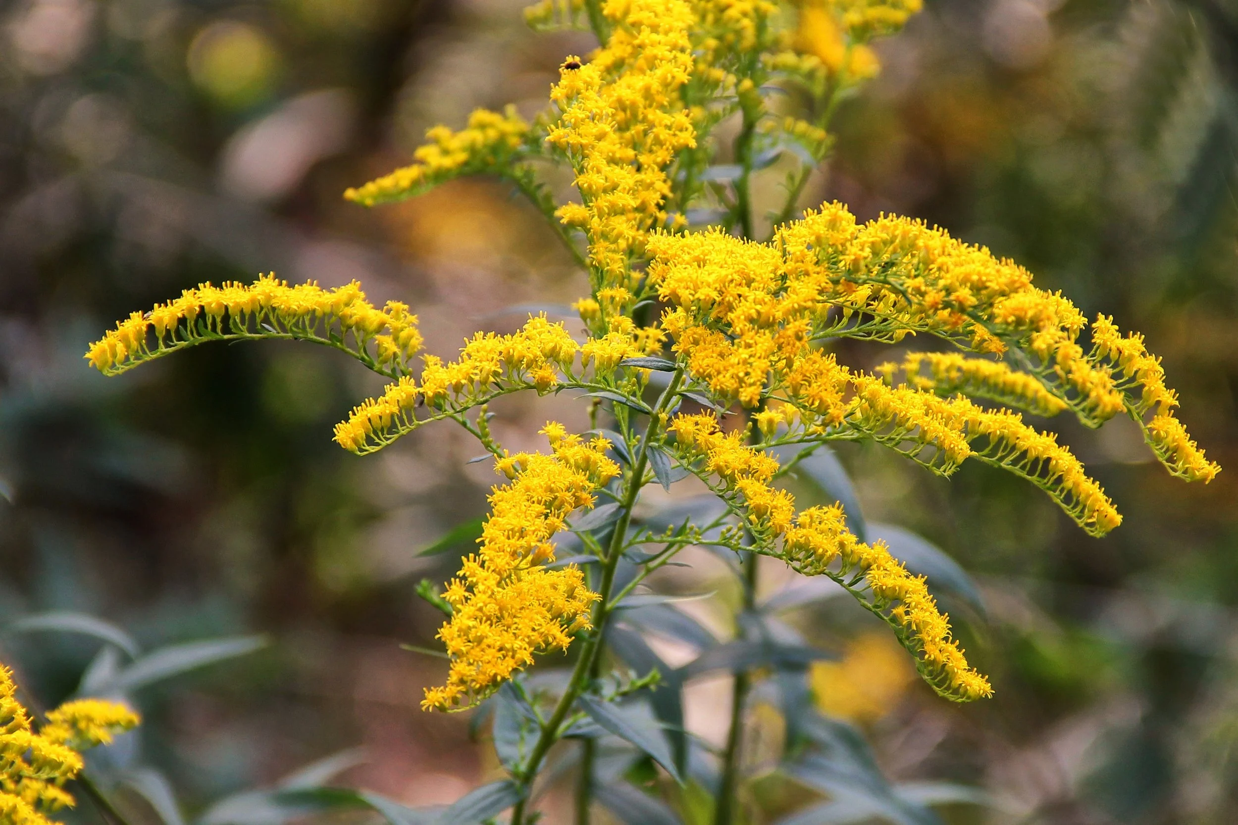 golden-rod-1726914.jpg
