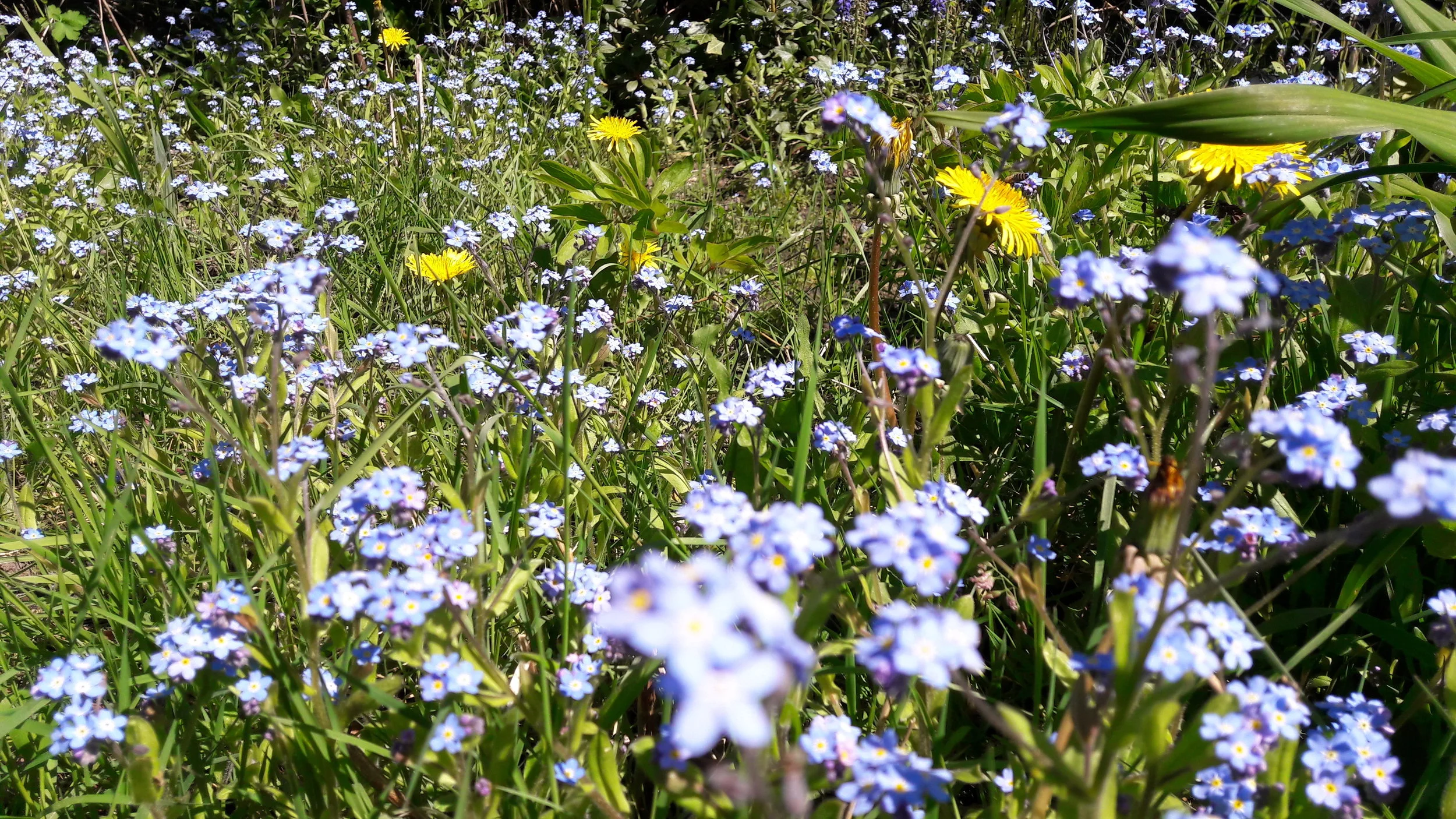 Frühling.jpg
