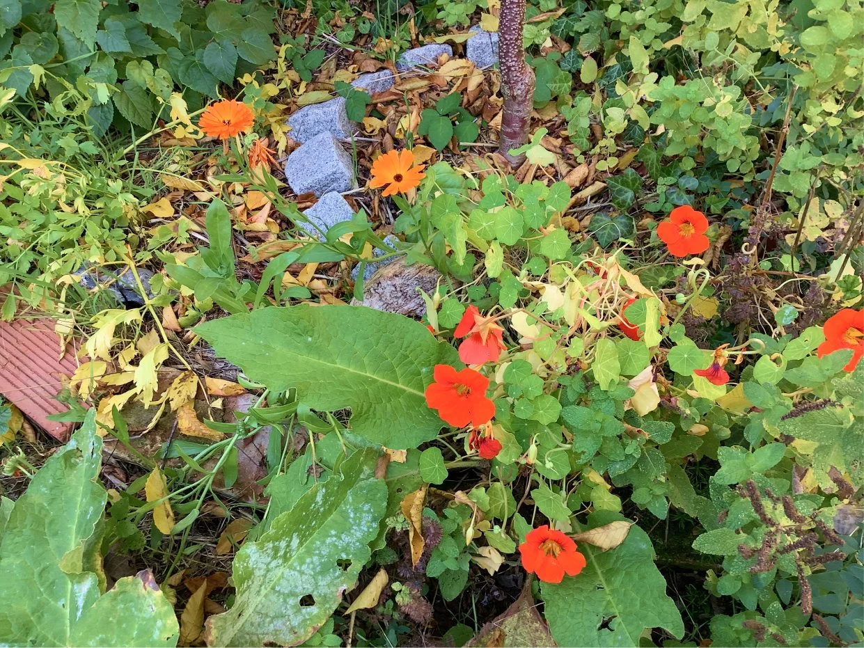Wurzelsuche im Franzenhof, Wochenkurs - Bildungsurlaub