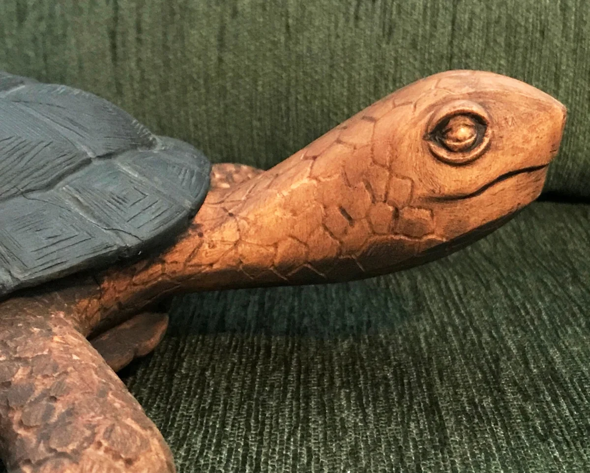 Detail of head of Turtle