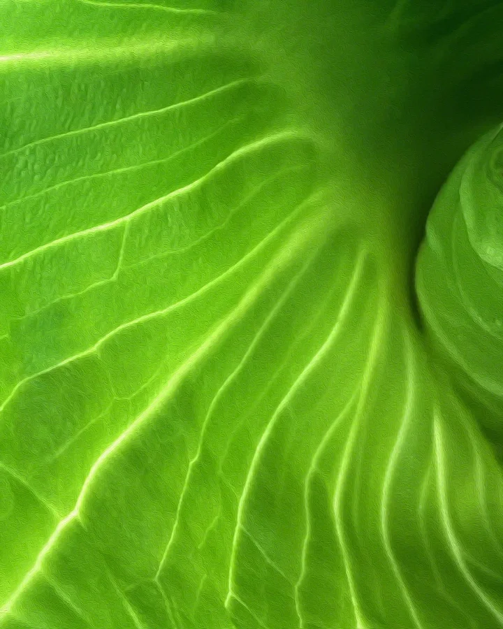 ffc_c_whorl_of_green_energy72.jpg