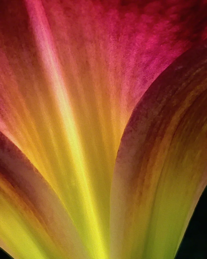ffc_c_golden_light_within72.jpg