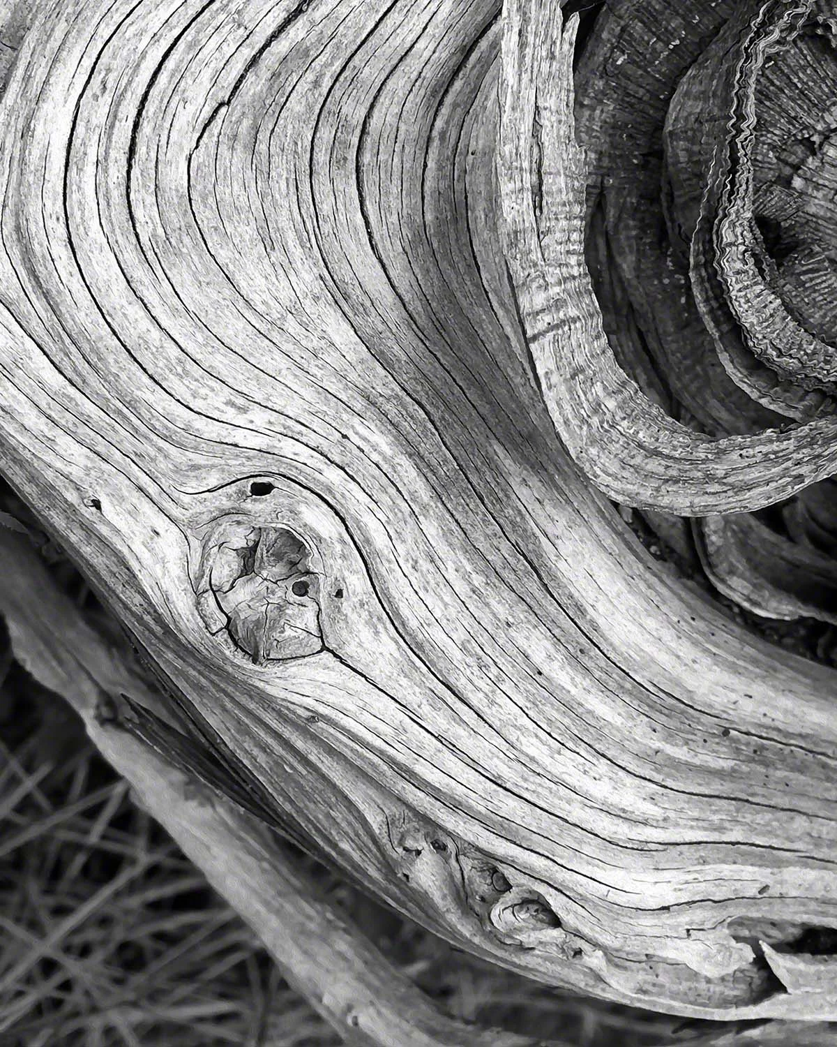 bw_c_fluidity_of_growth_72.jpg
