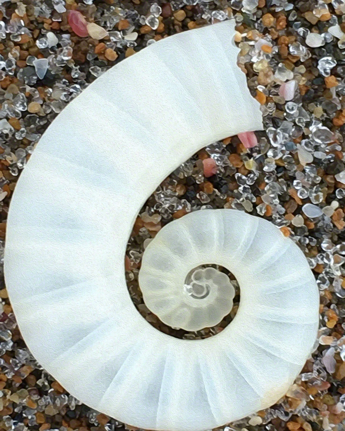 st_white_sprial_72.jpg