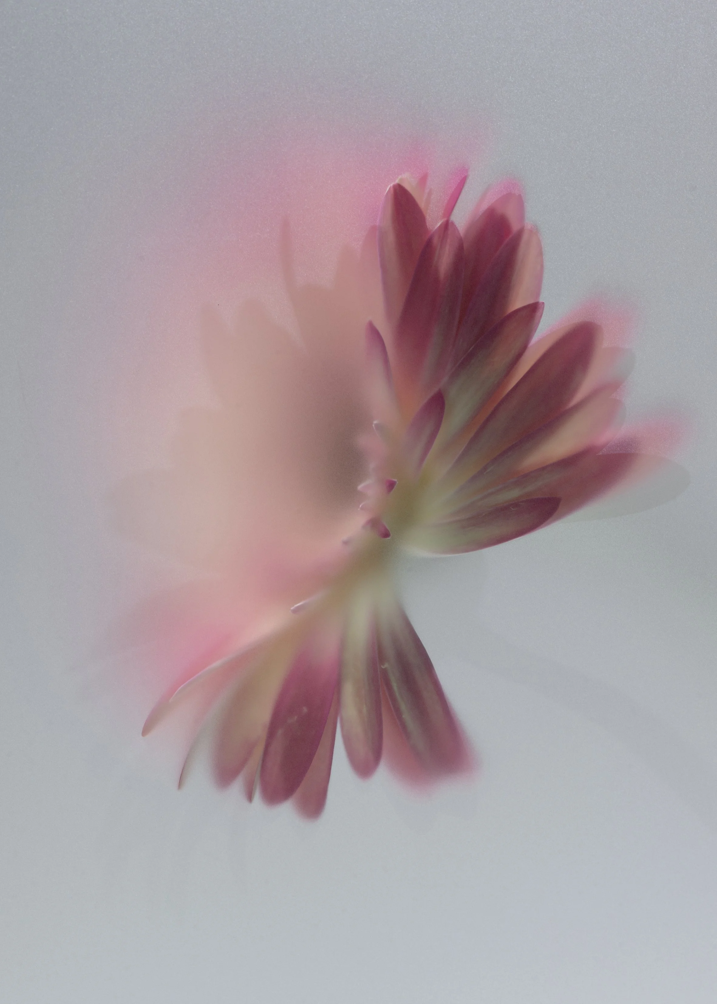 Close-up of a pink flower with soft focus and muted background.