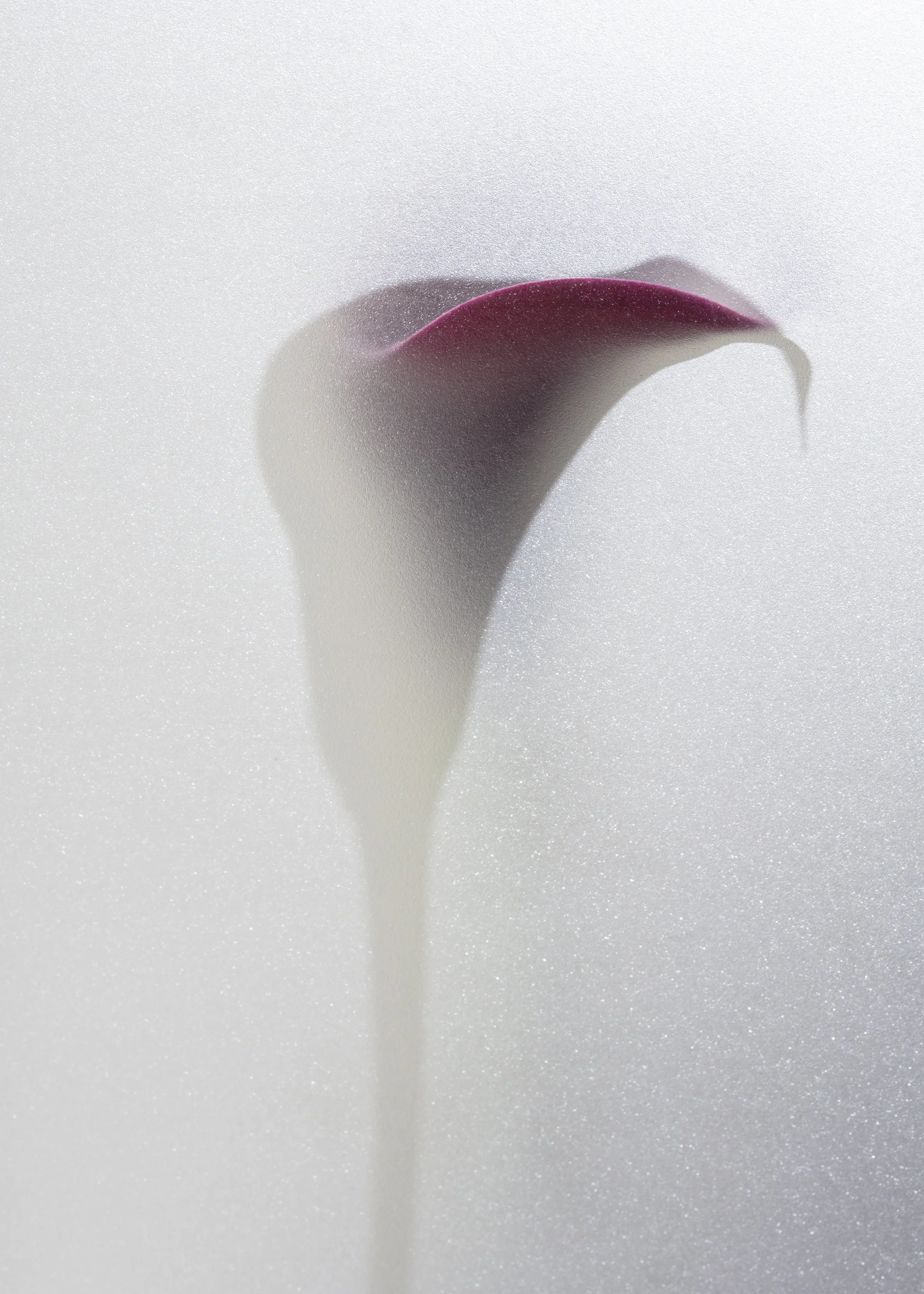 Close-up of a single dark red calla lily flower with a white background.