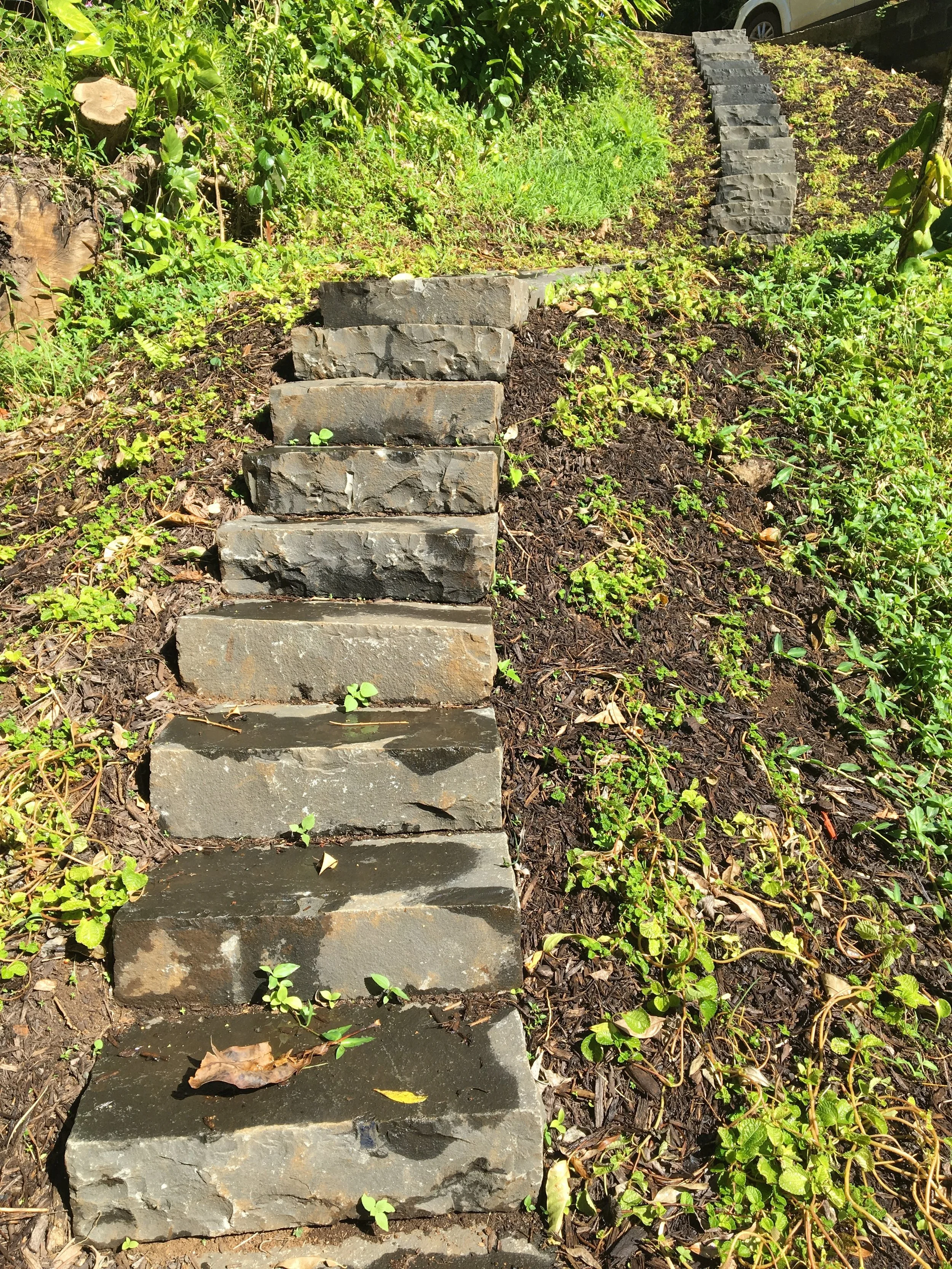  Ohia and native hibiscus  