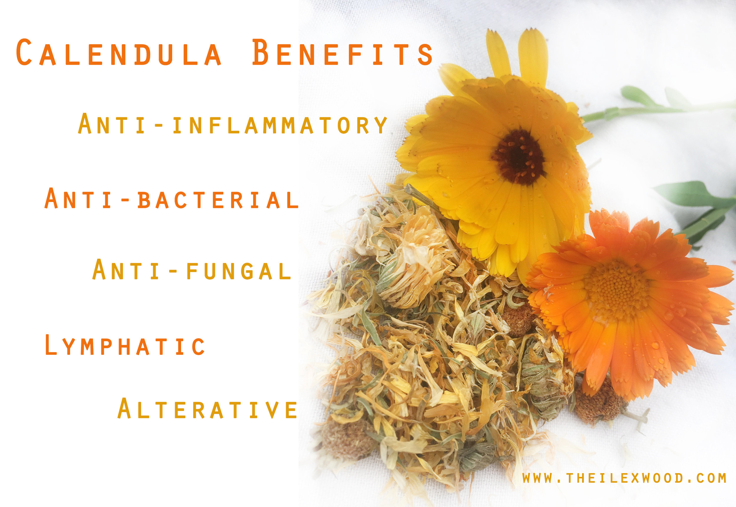 calendula benefits.jpg