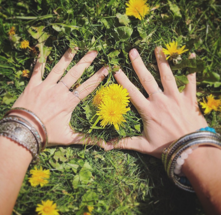 hands on earth with dandelions