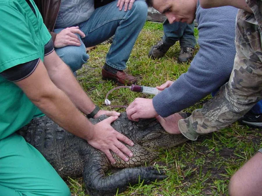 Crocodilian DNA Harvesting