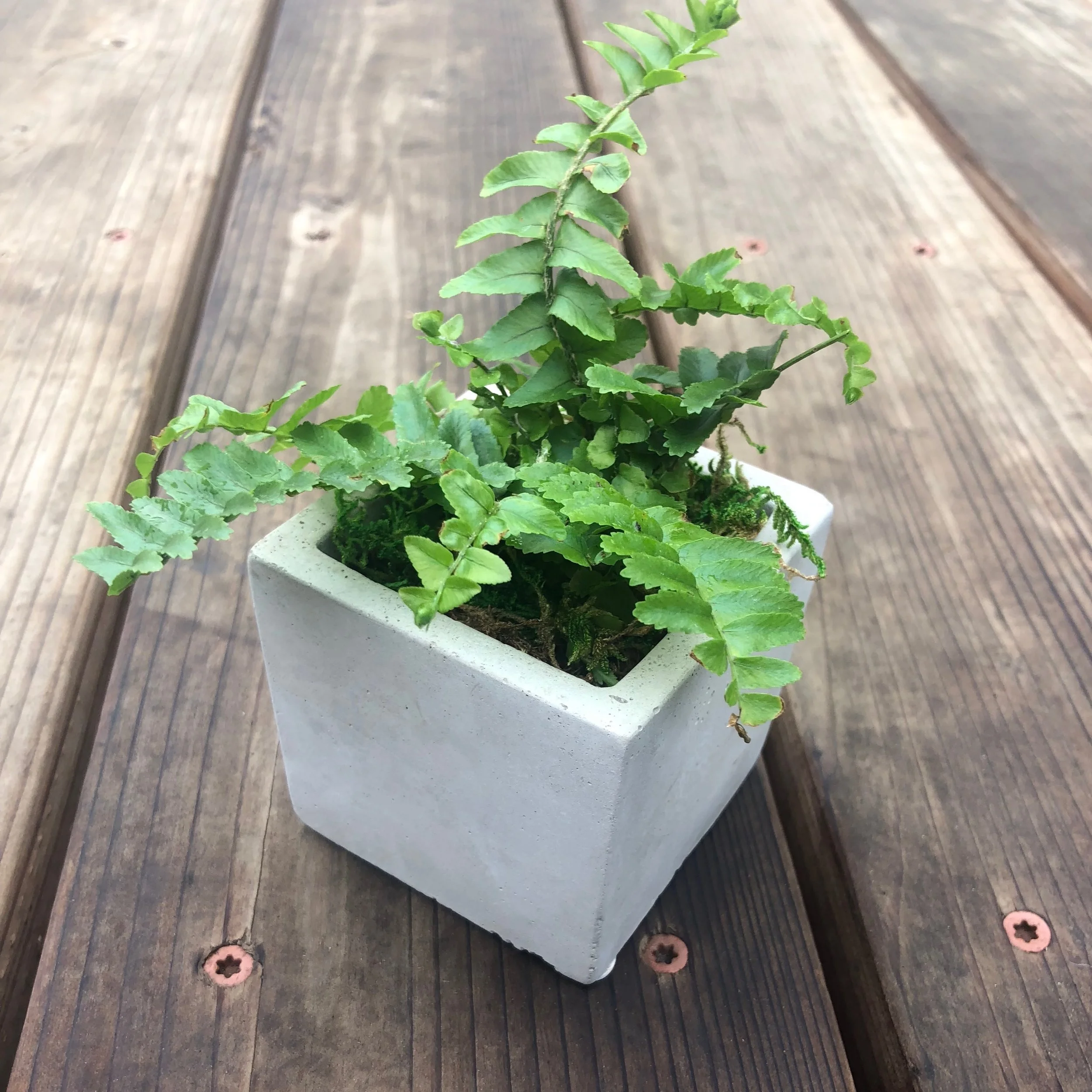 Fern Favors.jpg