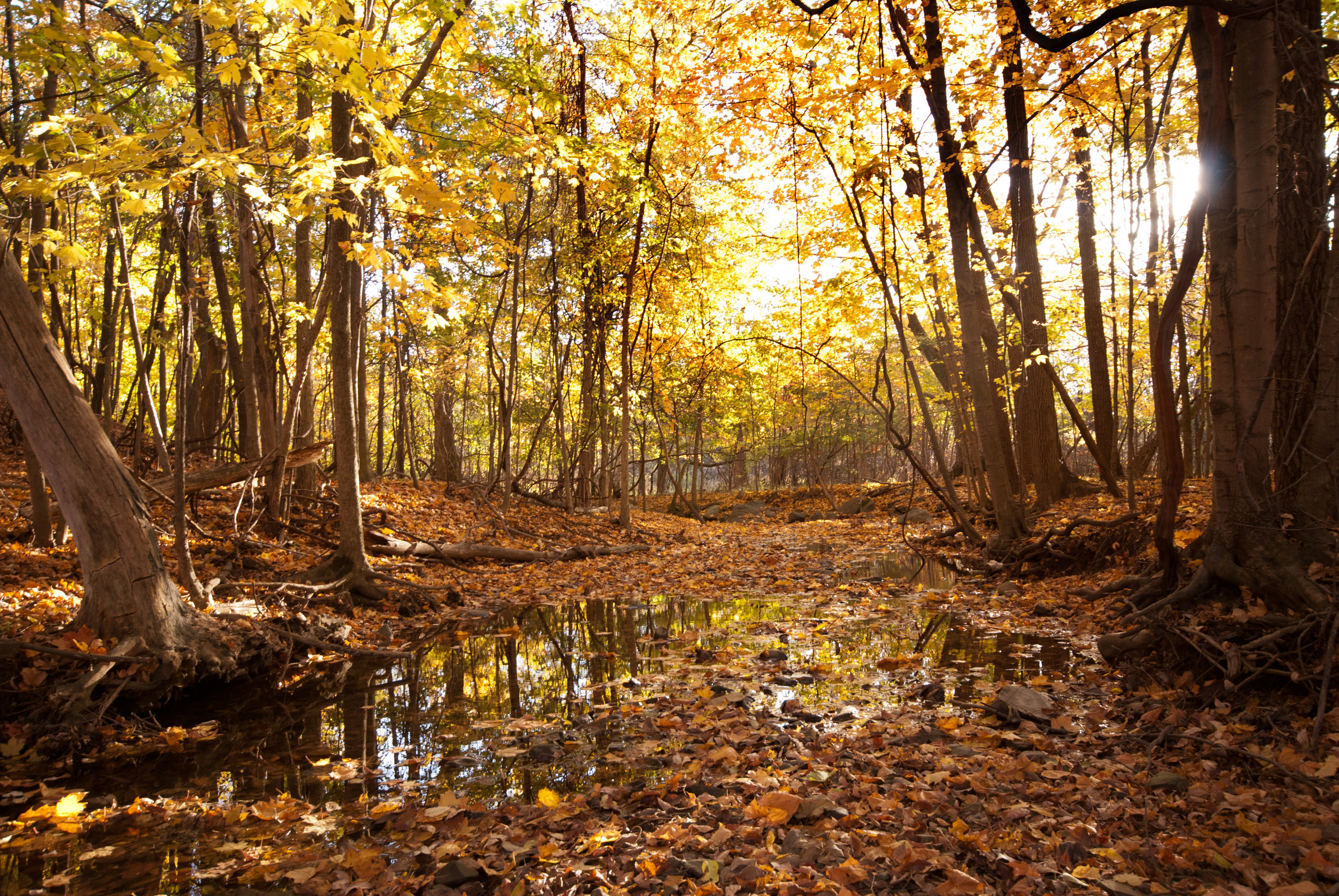 woodland pool and fall color_CBrilmyer.jpg