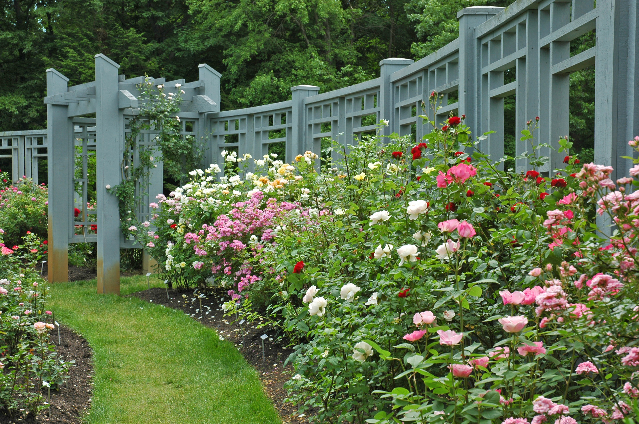 INN_roses by rose garden trellis_June_B Knowles.jpg