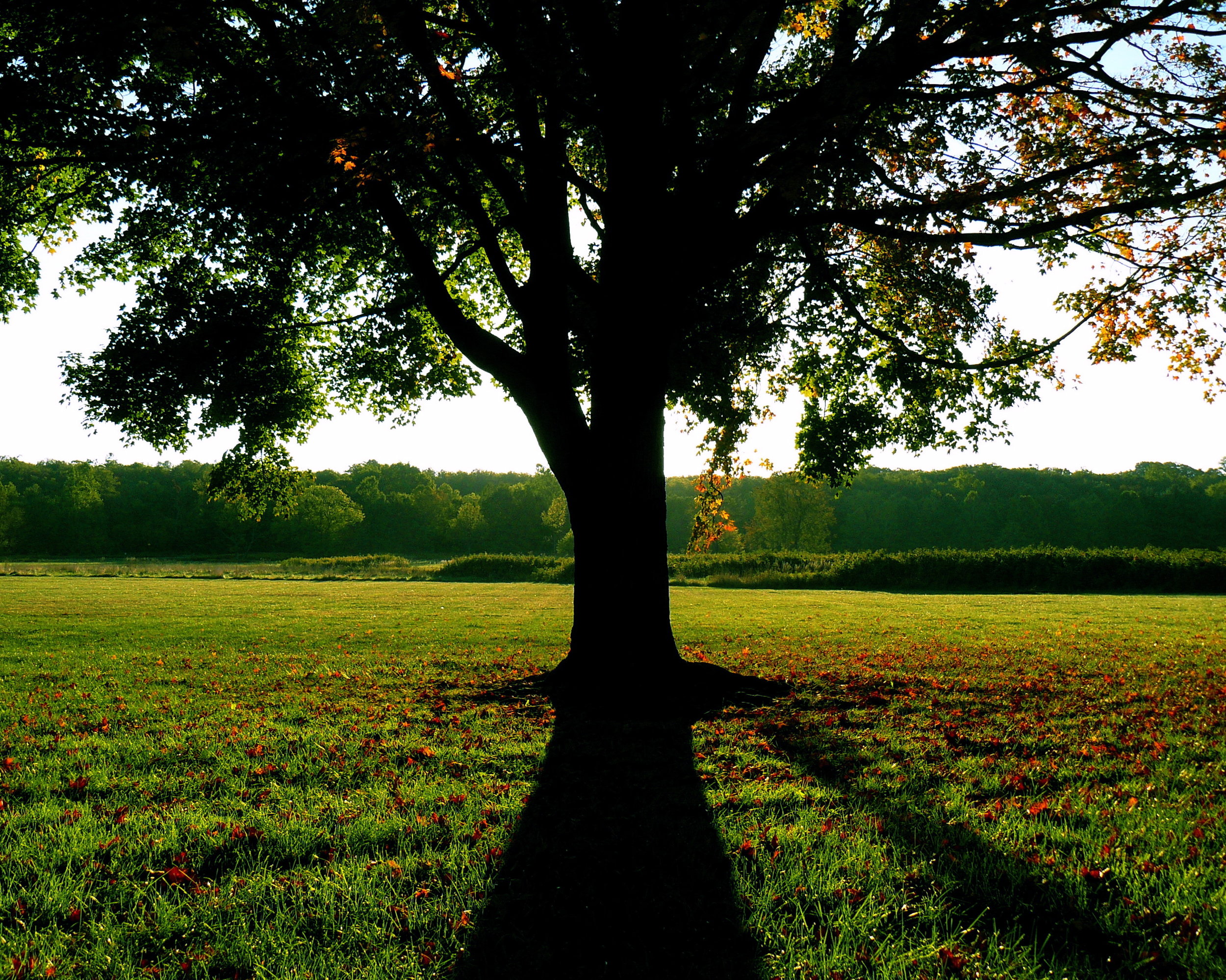 tree and shadow at HBK_TP.jpg