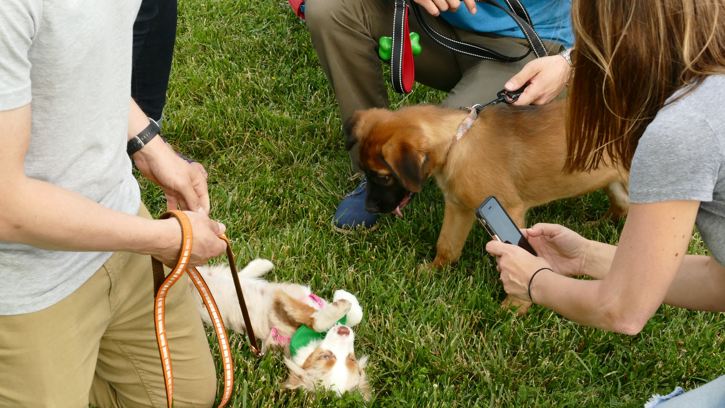 Puppers meeting.JPG