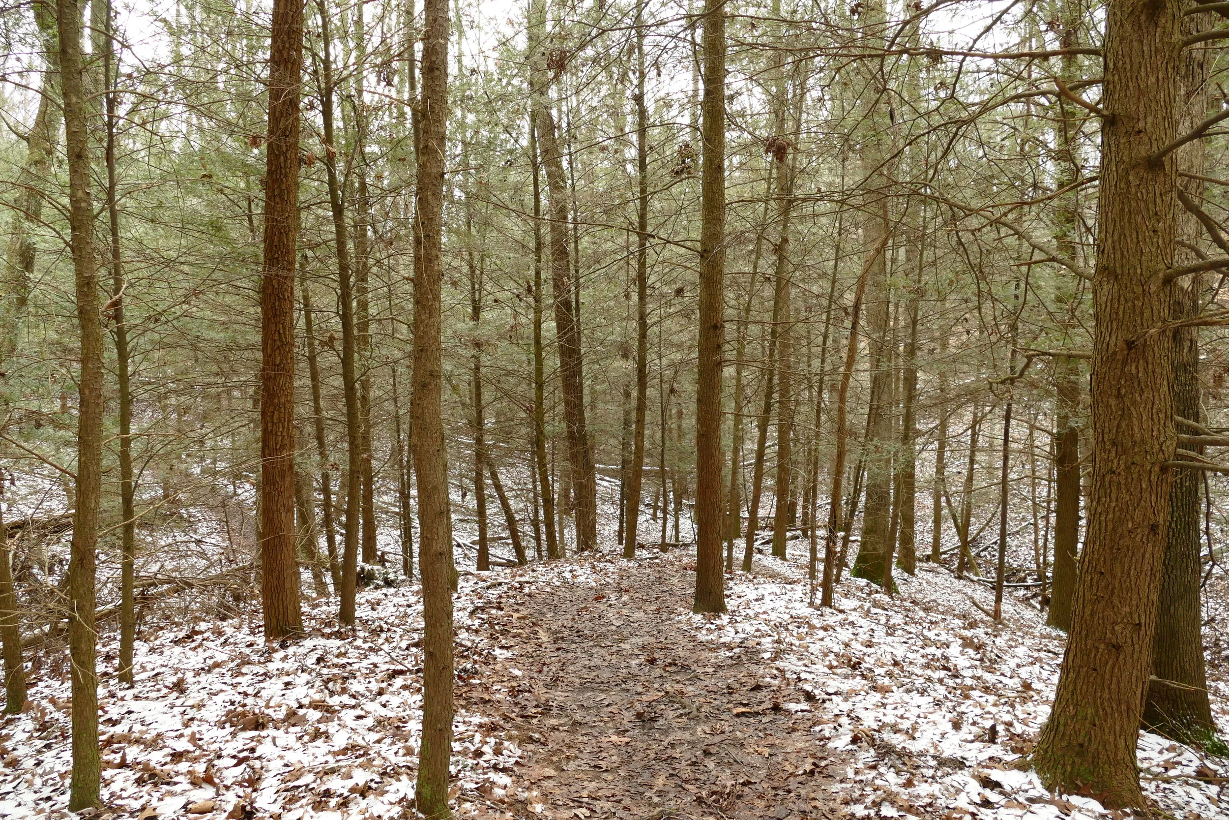 Winter Hike Series: Clear Creek