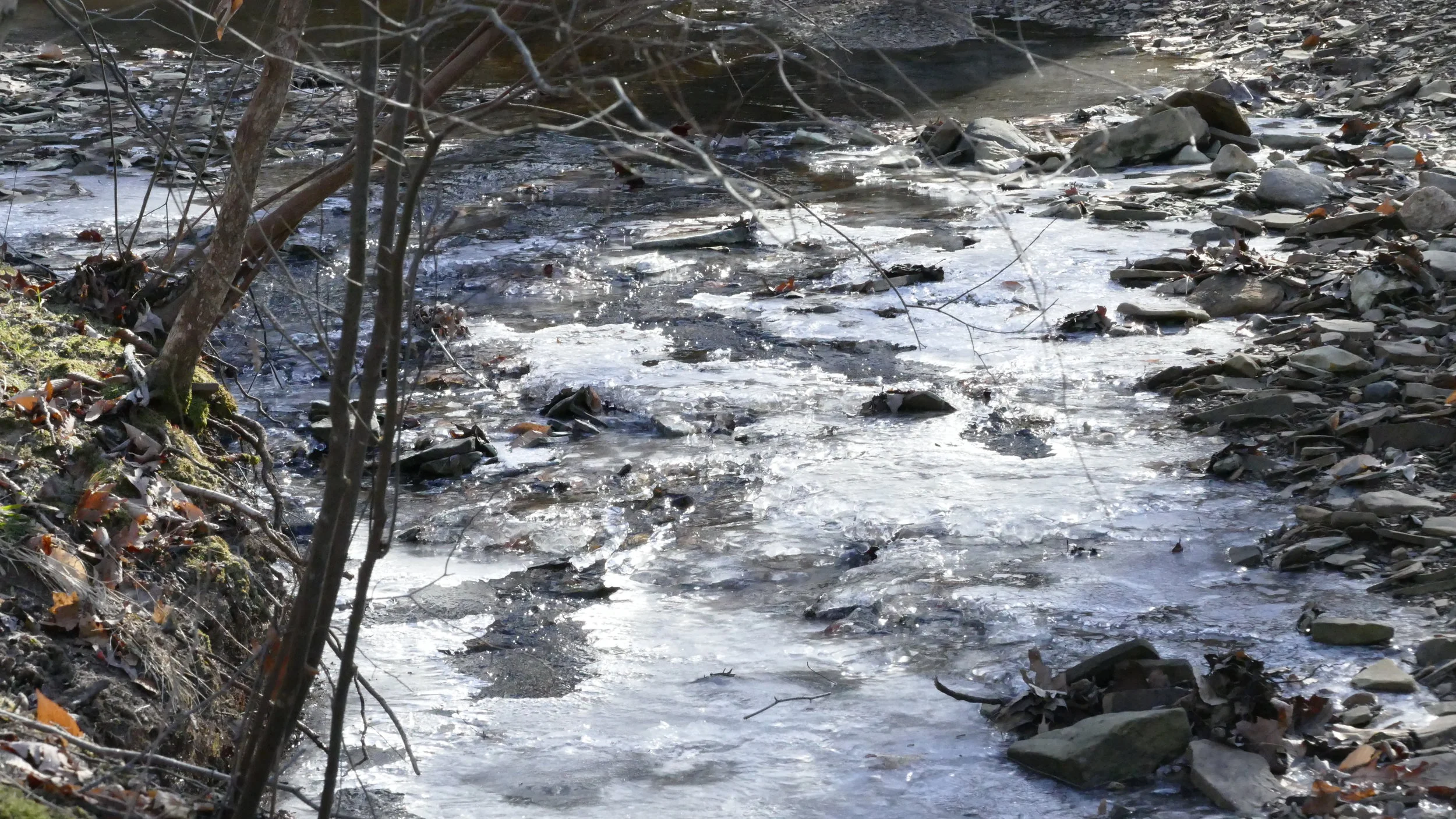 Winter Hike Series: Blendon Woods