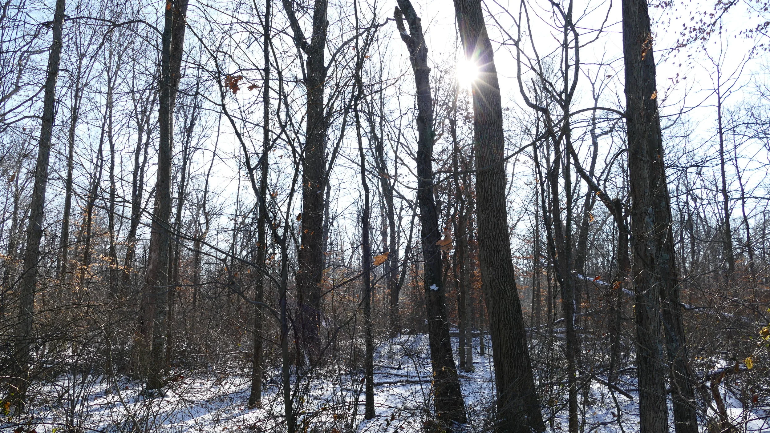 Winter Hike Series: Glacier Ridge *Dog Friendly*