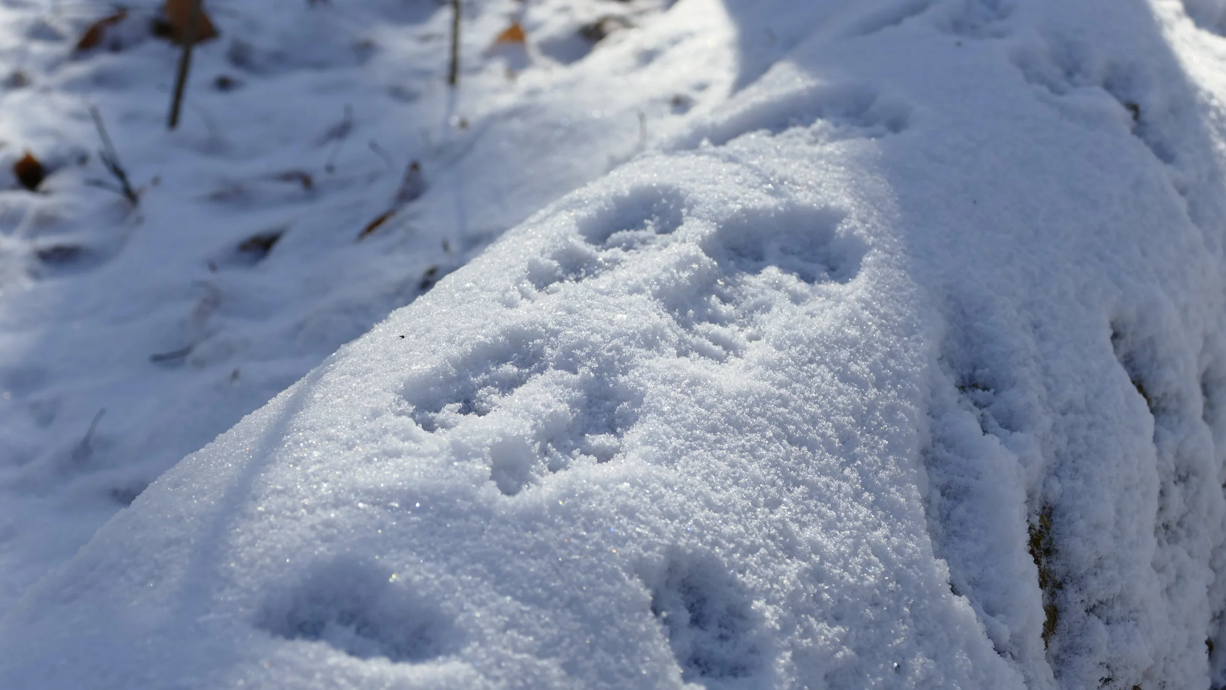 Winter Hike Series: Slate Run