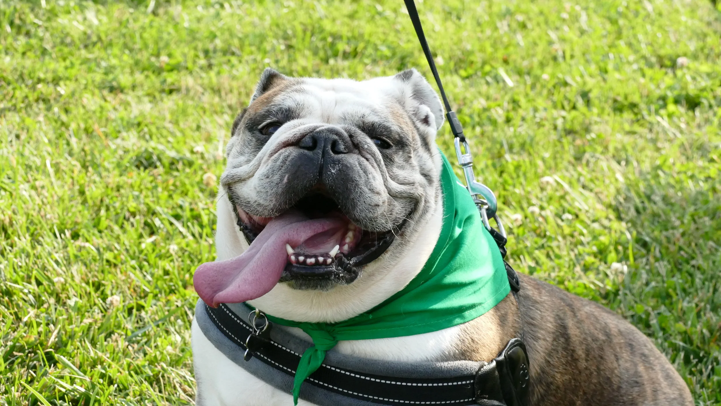 Yappy Hour: Walnut Woods