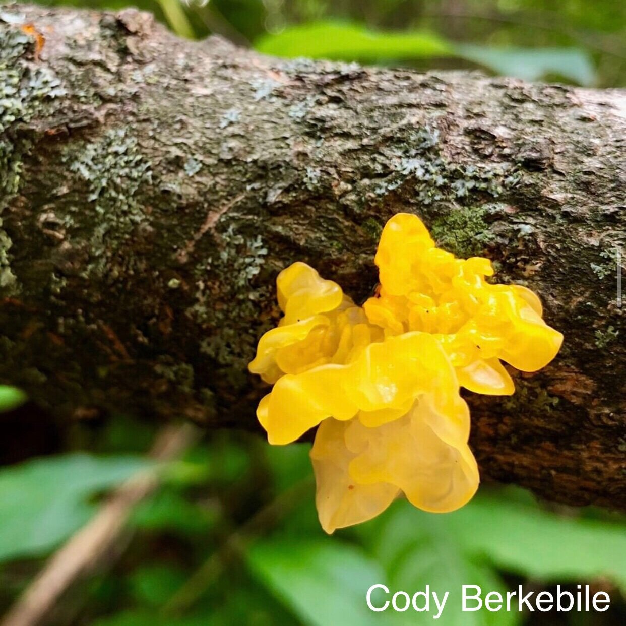 The 5 Coolest Mushrooms You Might See in your Favorite Metro Park (ranked  entirely by their names!) — Friends of Columbus and Franklin County Metro  Parks