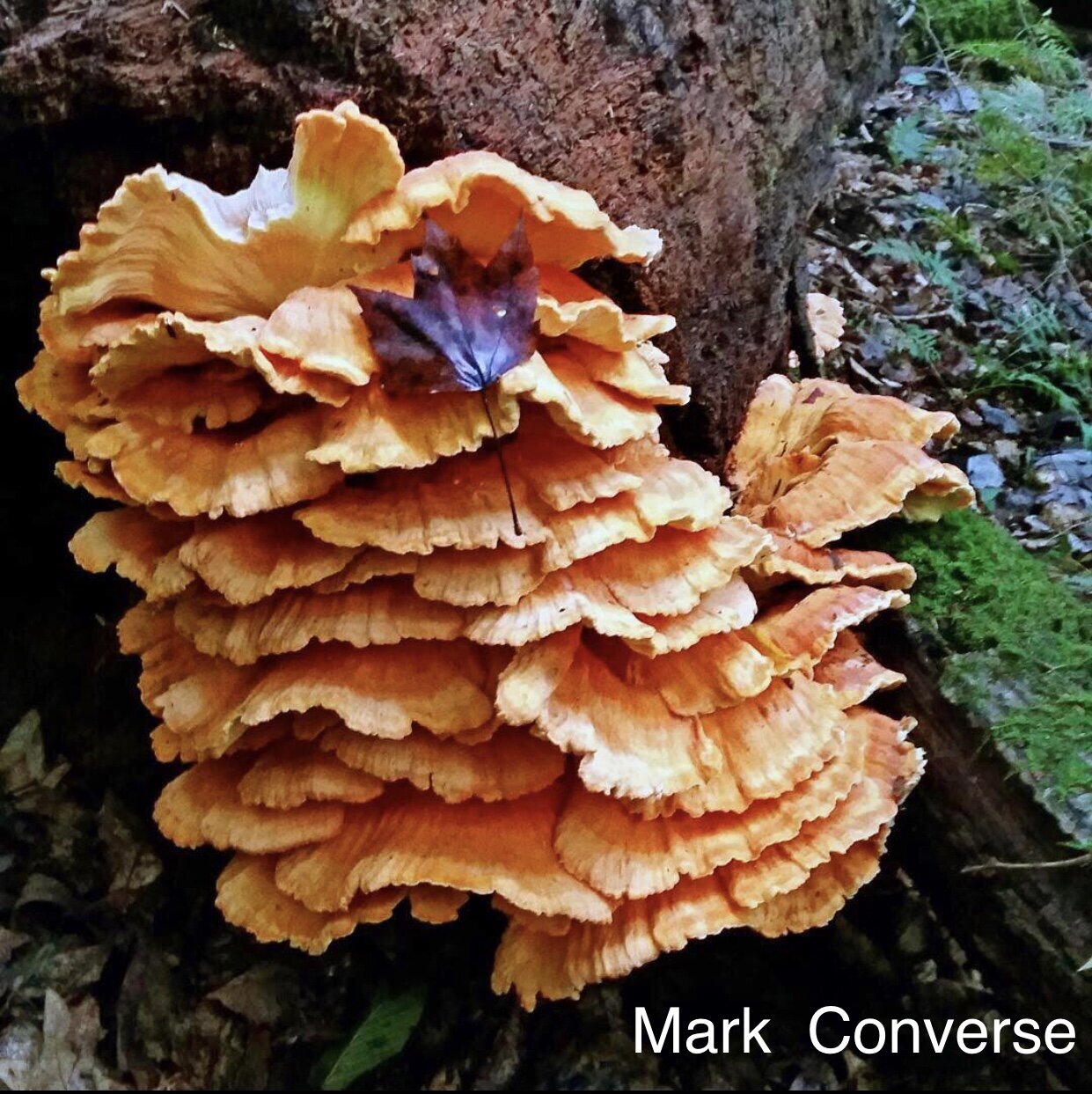The 5 Coolest Mushrooms You Might See in your Favorite Metro Park (ranked  entirely by their names!) — Friends of Columbus and Franklin County Metro  Parks