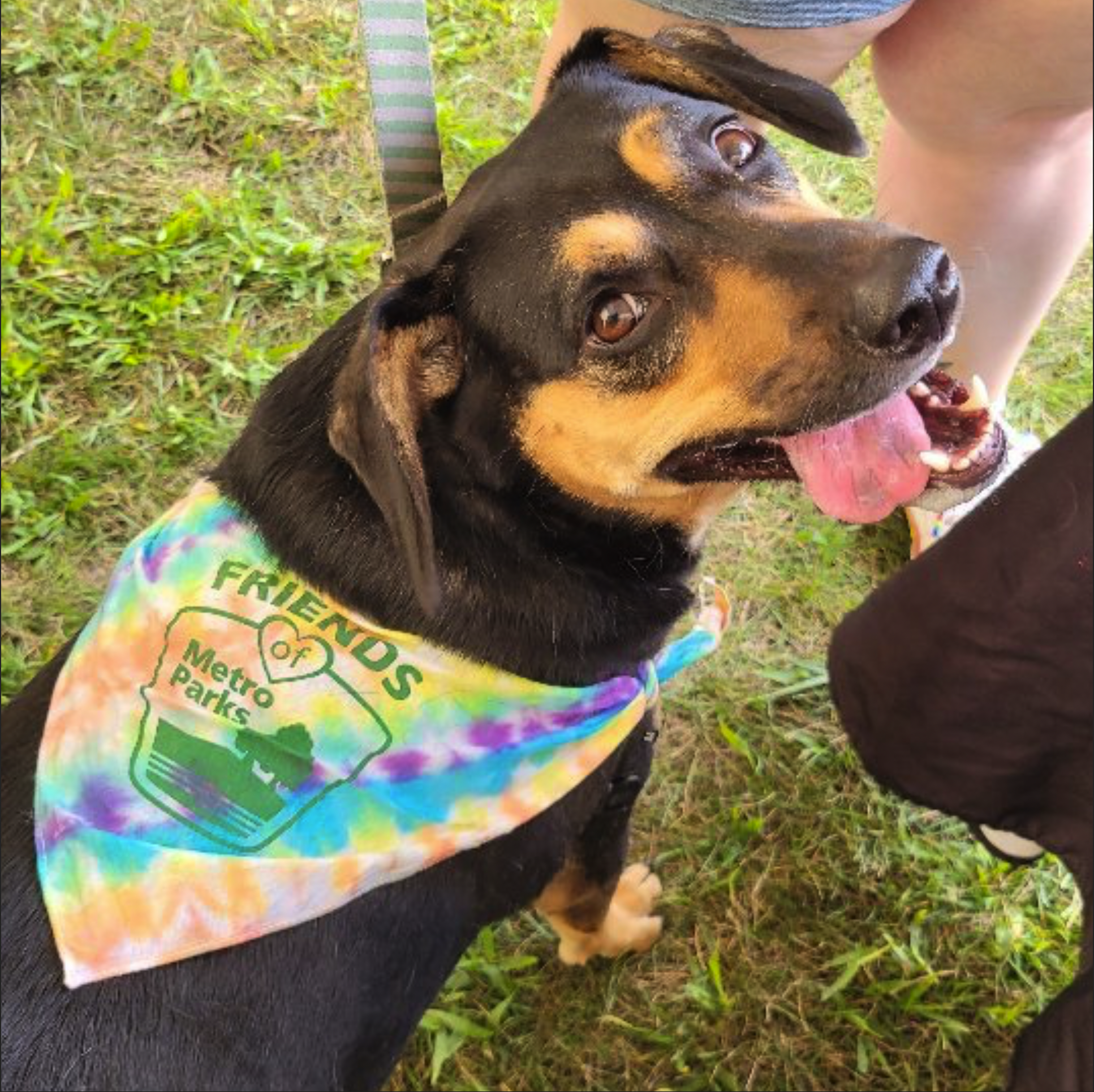 Exploring Metro Parks on pet-friendly trails