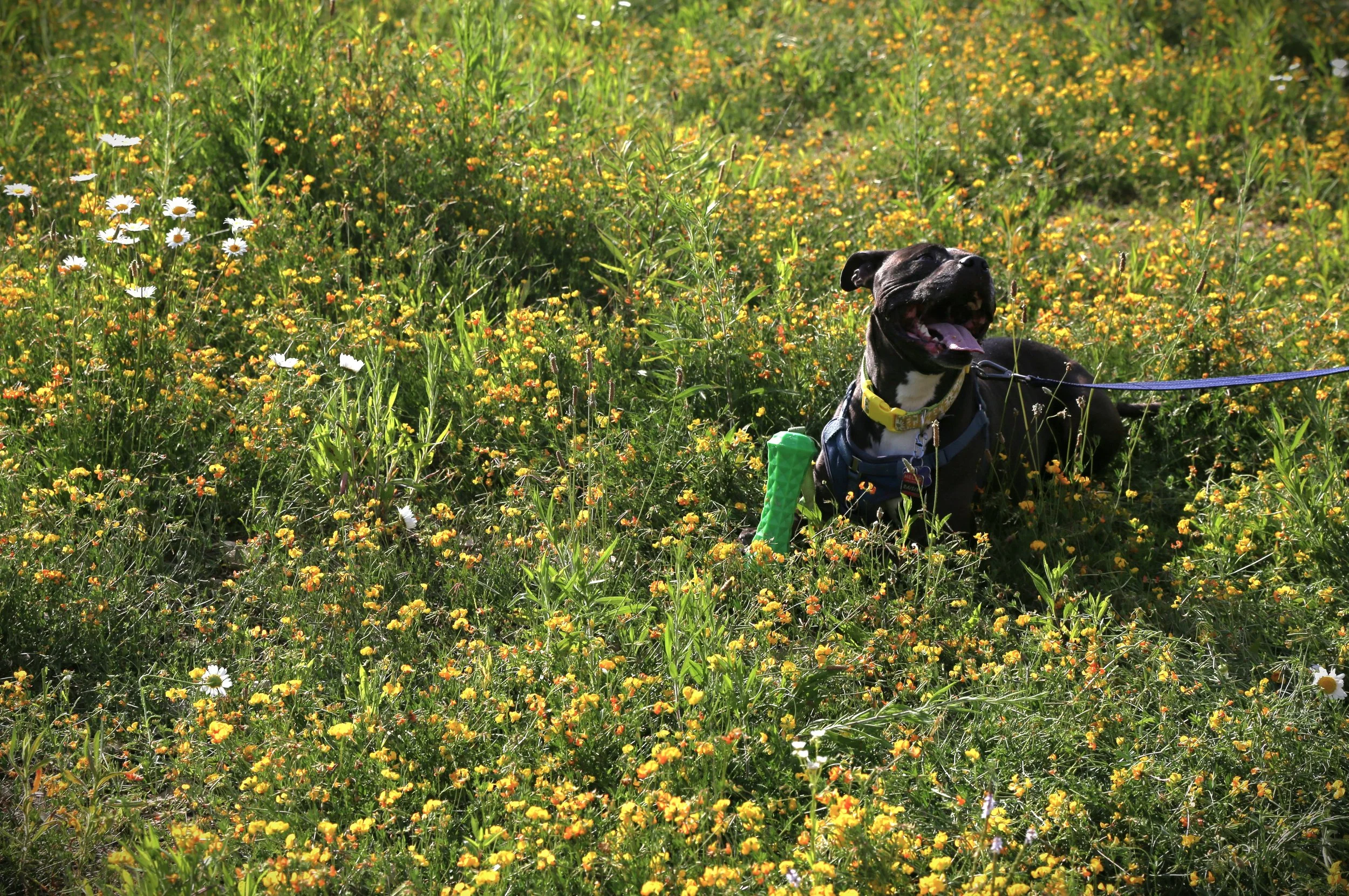 Yappy Hour &amp; SUP with your Pup!