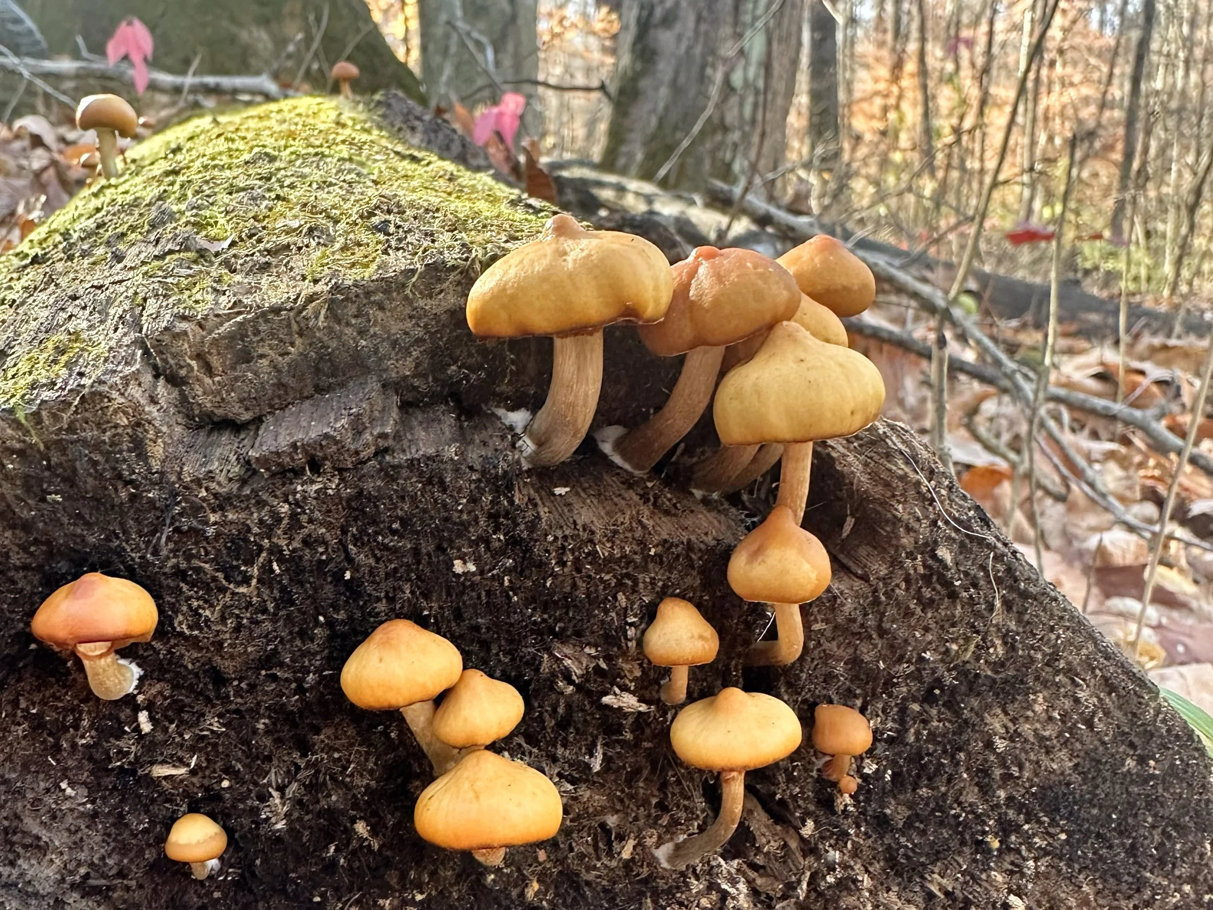 Members Only: Edible Plants Hike at Blacklick Woods