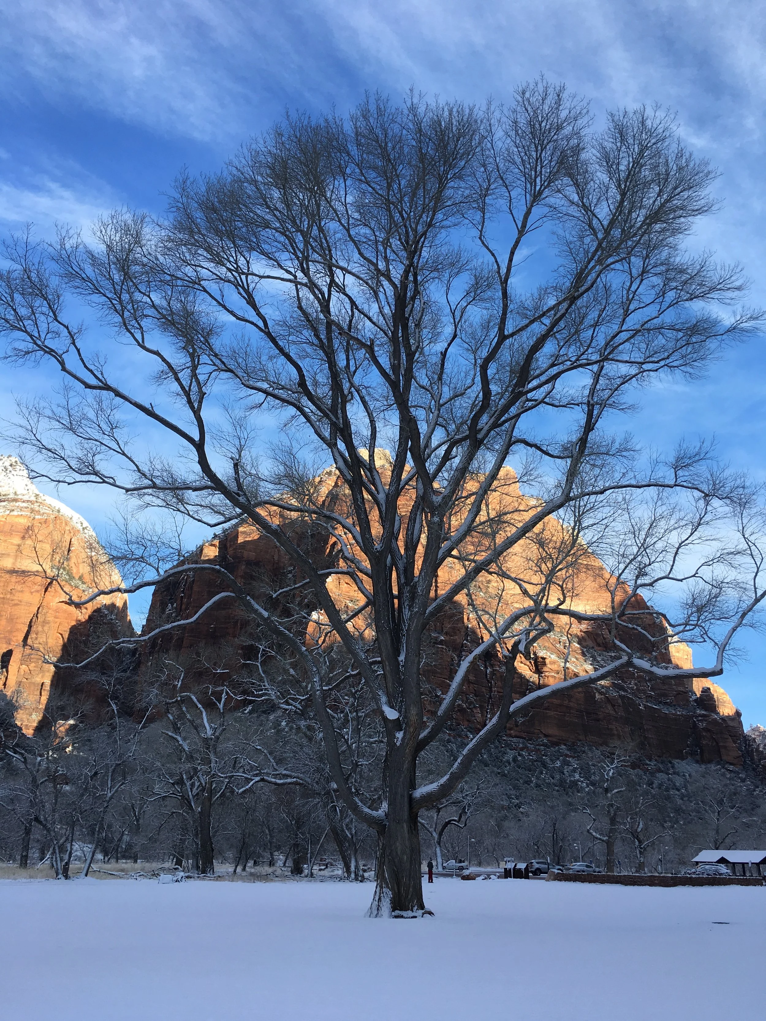 Zion Tree.jpg