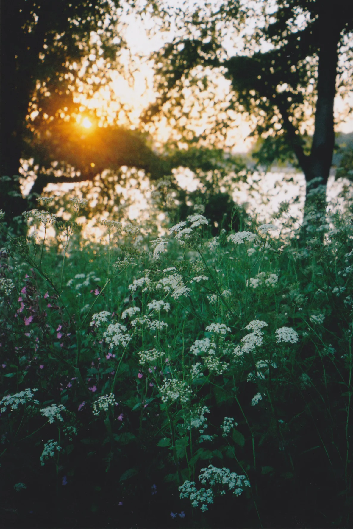 sunset_best.jpeg