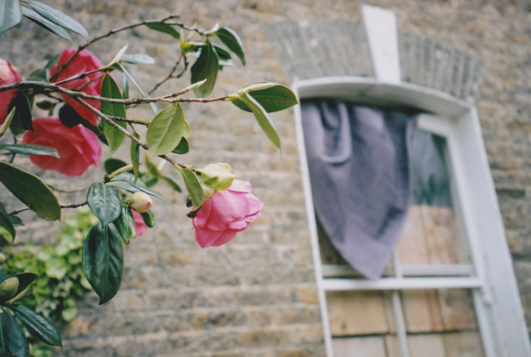 London_PurpleMagnolia.jpg
